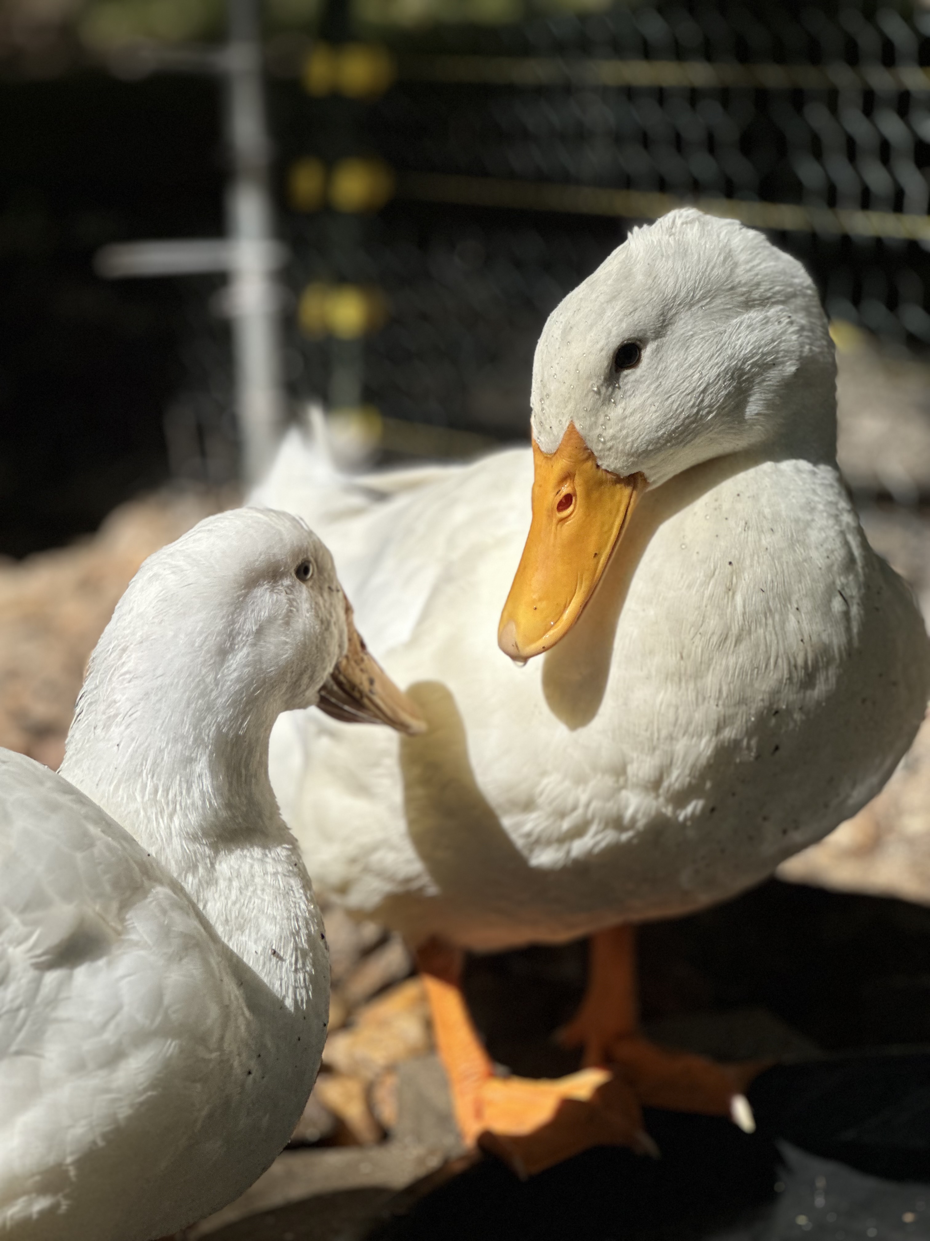White Male and Female Ducks