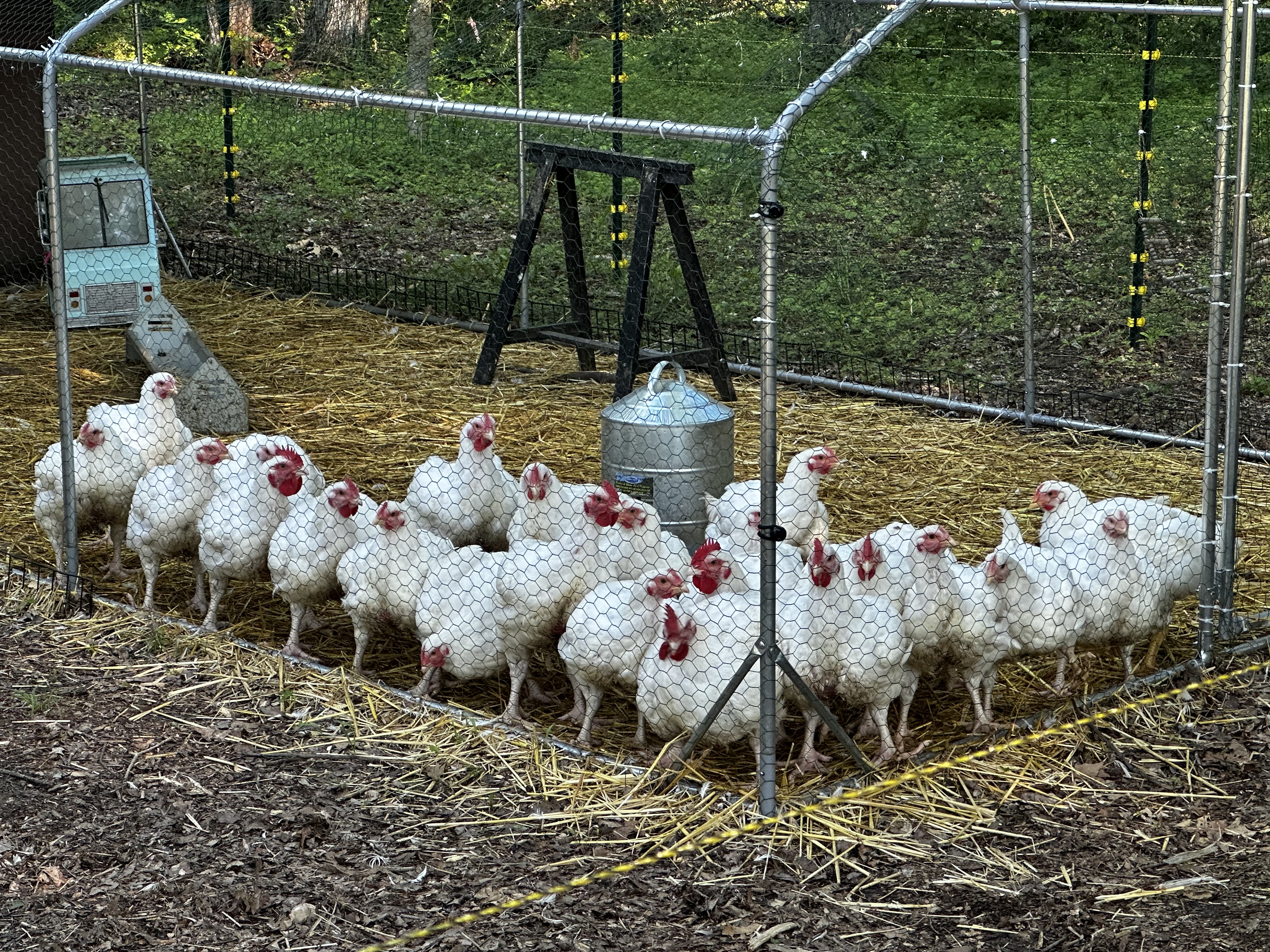 The First Round of Cornish Cross Meat Chickens for 2026 Has Been Ordered!