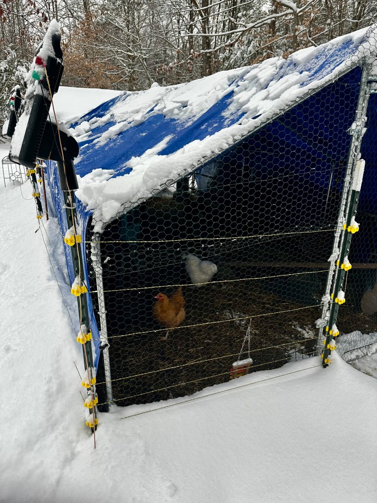 Chickens in a covered chicken run, with snow on the ground outside of the chicken run. They are protected by the tart covering the run.