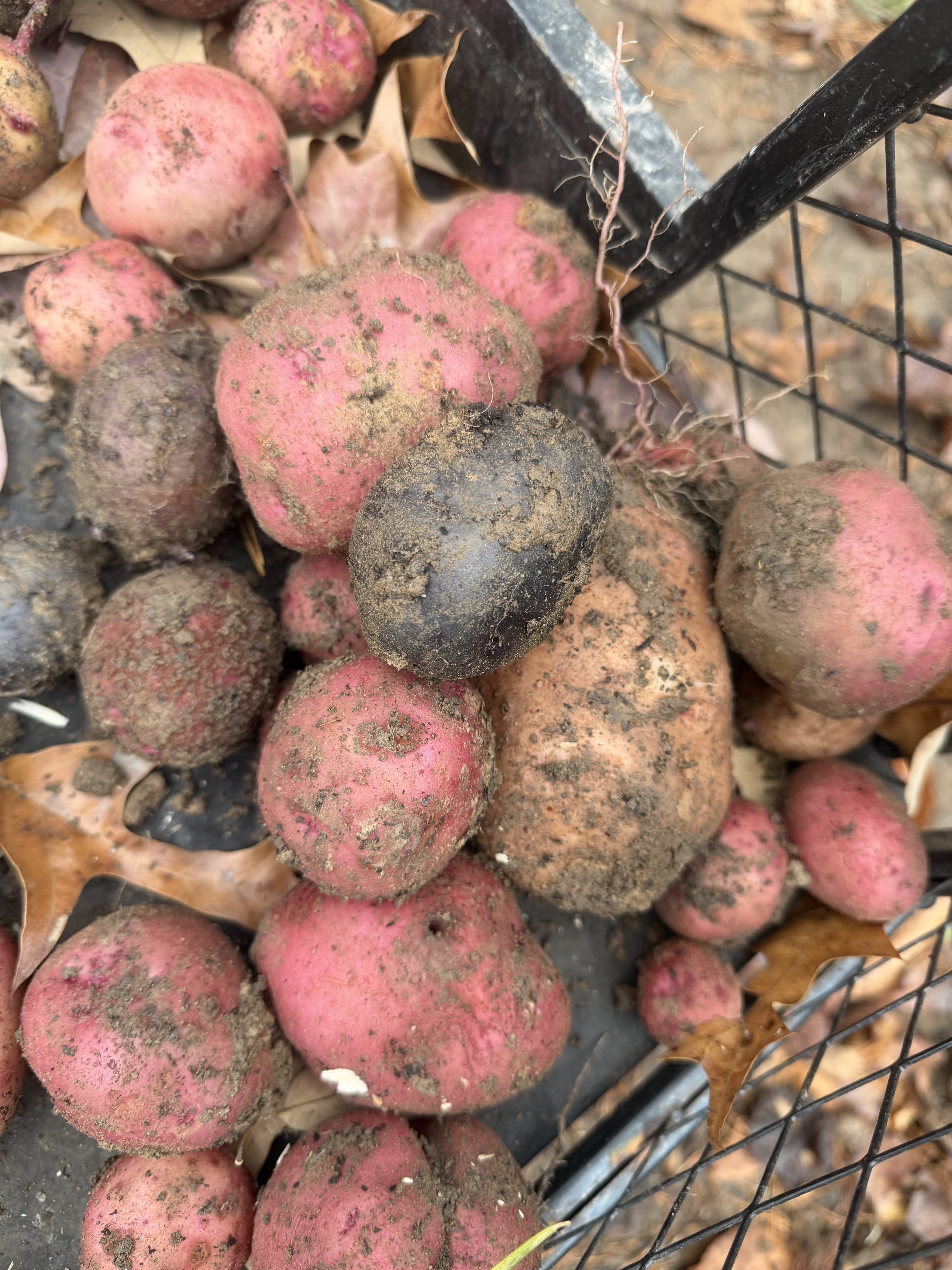 A Late November Surprise: Harvesting Strawberries and Potatoes on the Homestead