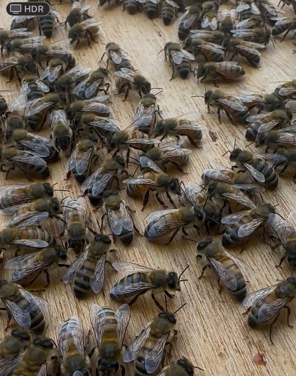 What Makes Me Happiest on the Homestead This Time of Year: The Beauty of Small Wins