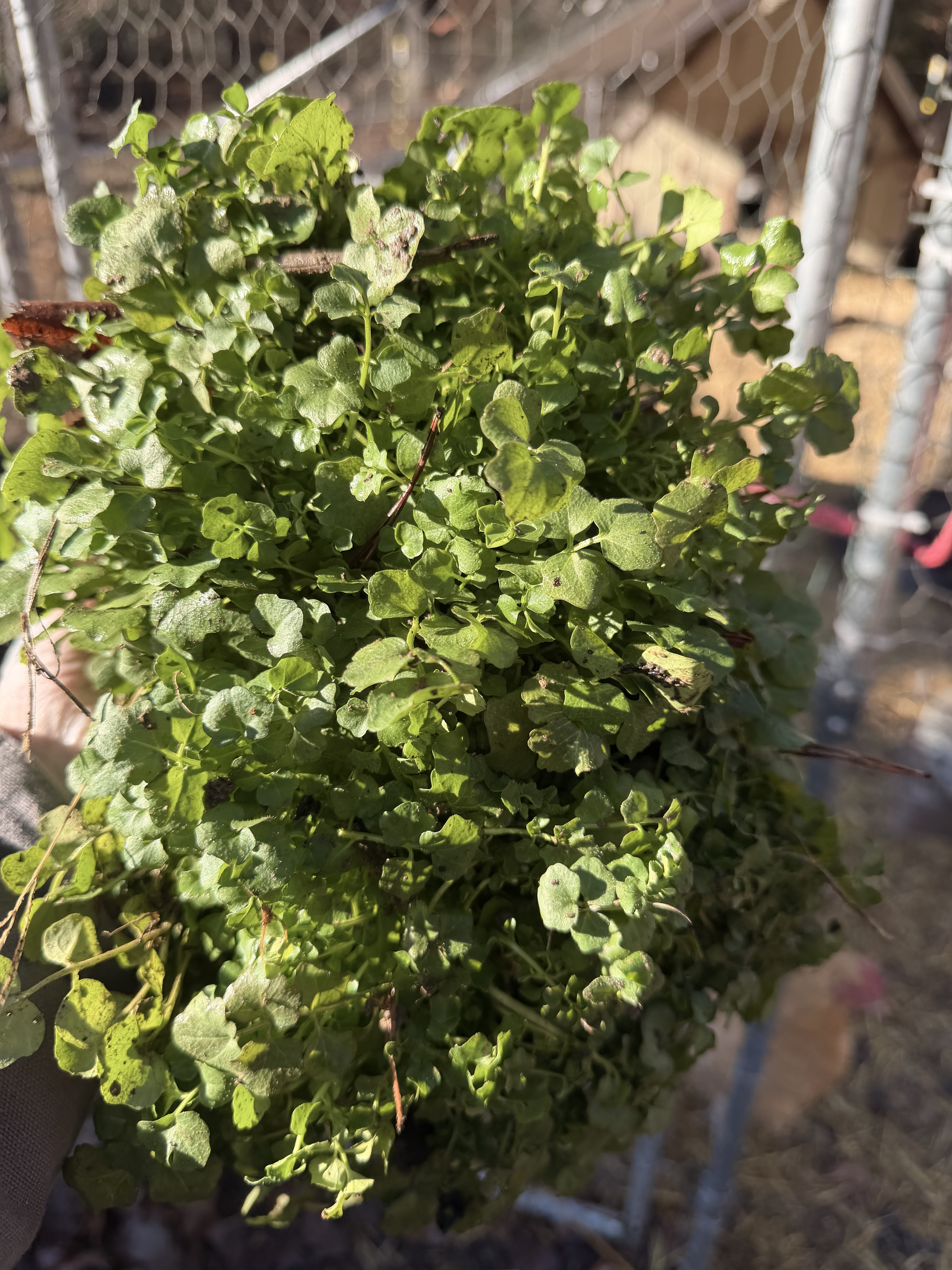 Turning Winter Weeds Into Chicken & Duck Enrichment