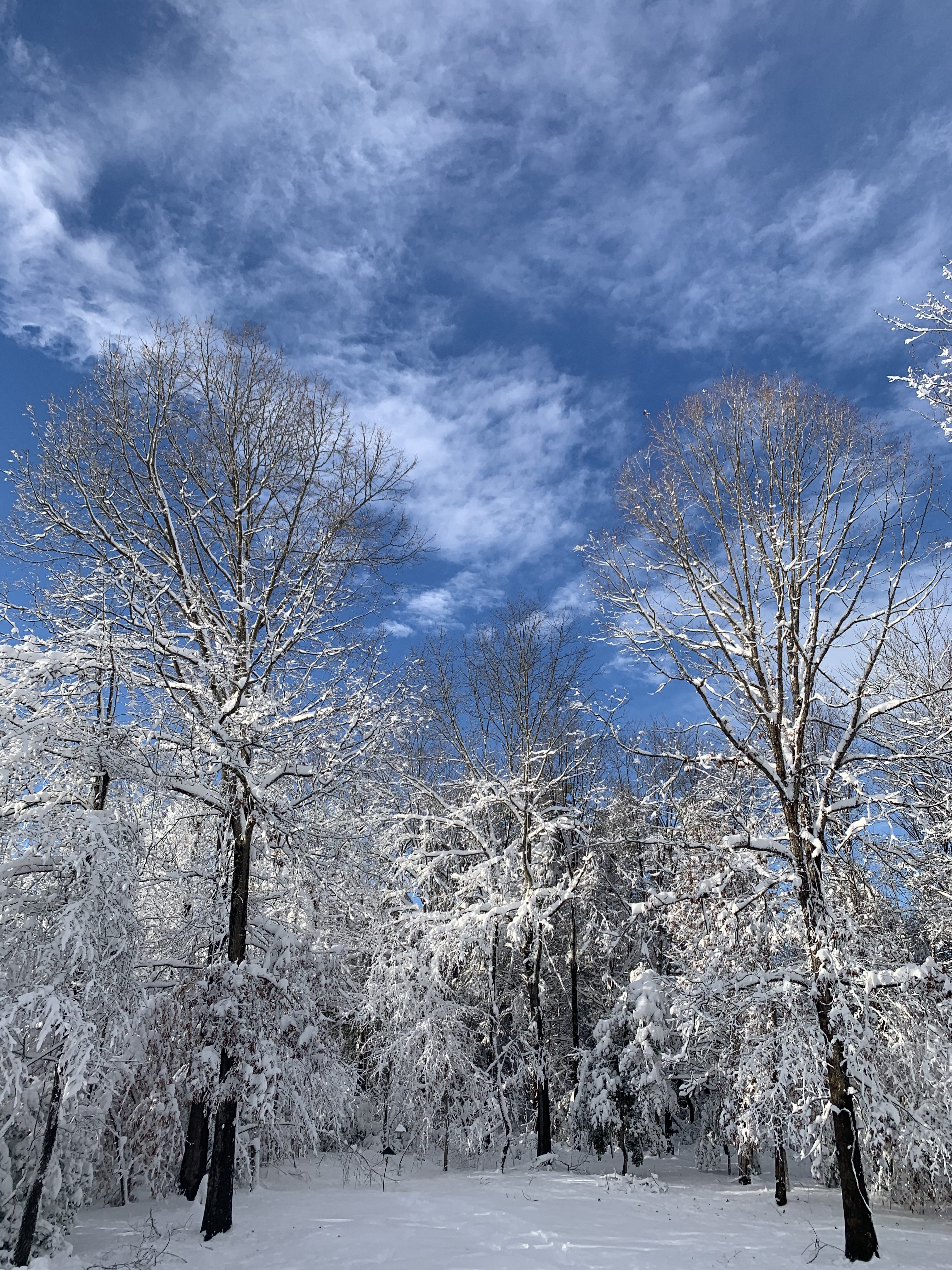 A Snowy Day on the Homestead: Finding Quiet Joy Between Animal Checks