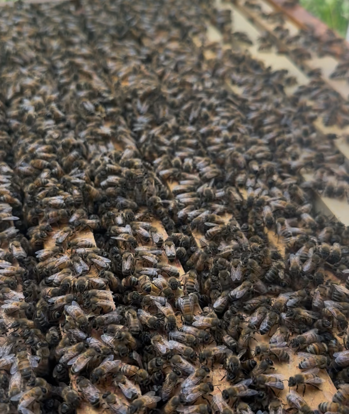 Honey bees in the hive