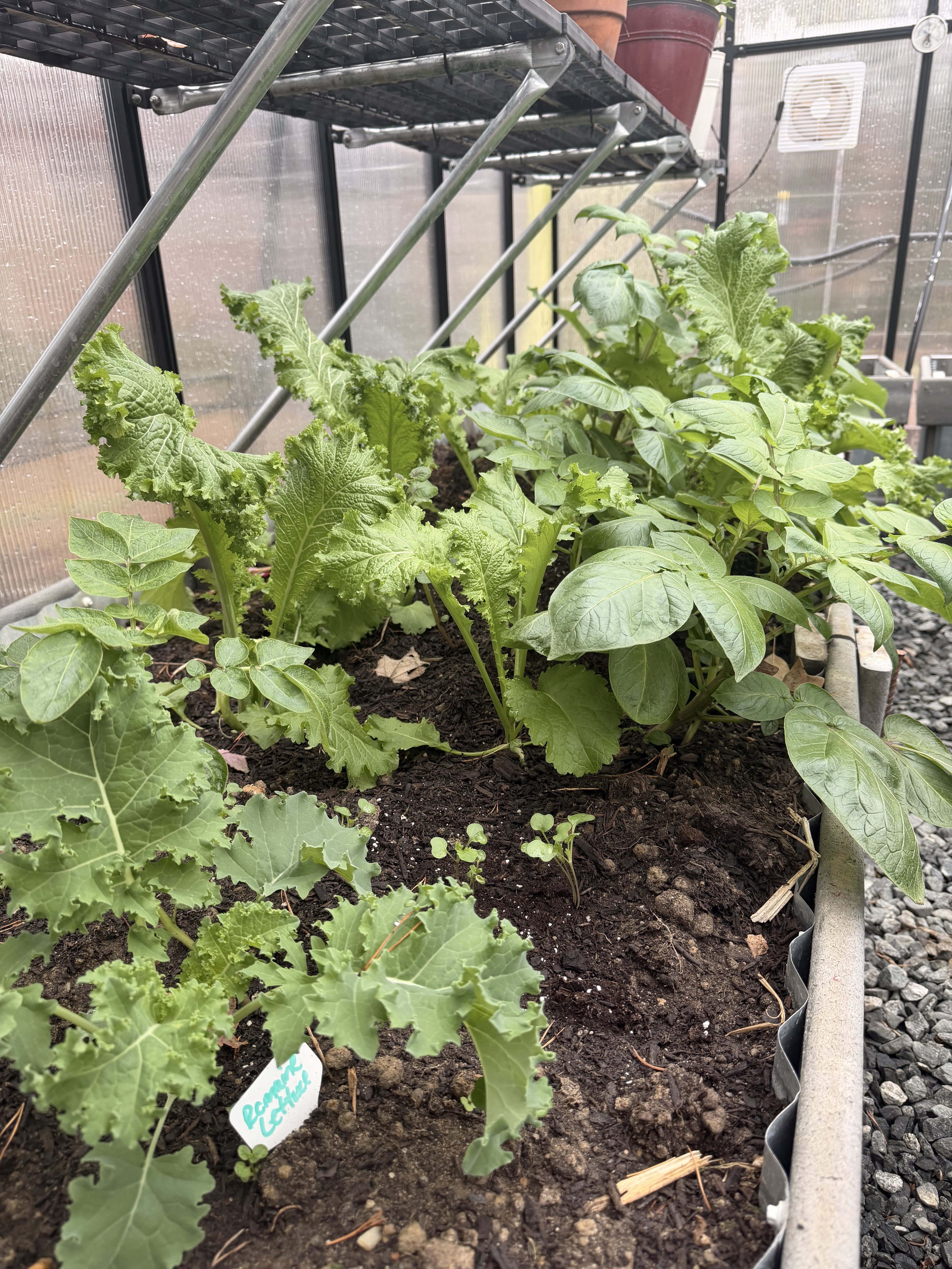 2026 Homestead Goals: Growing with Purpose at J & J Homestead