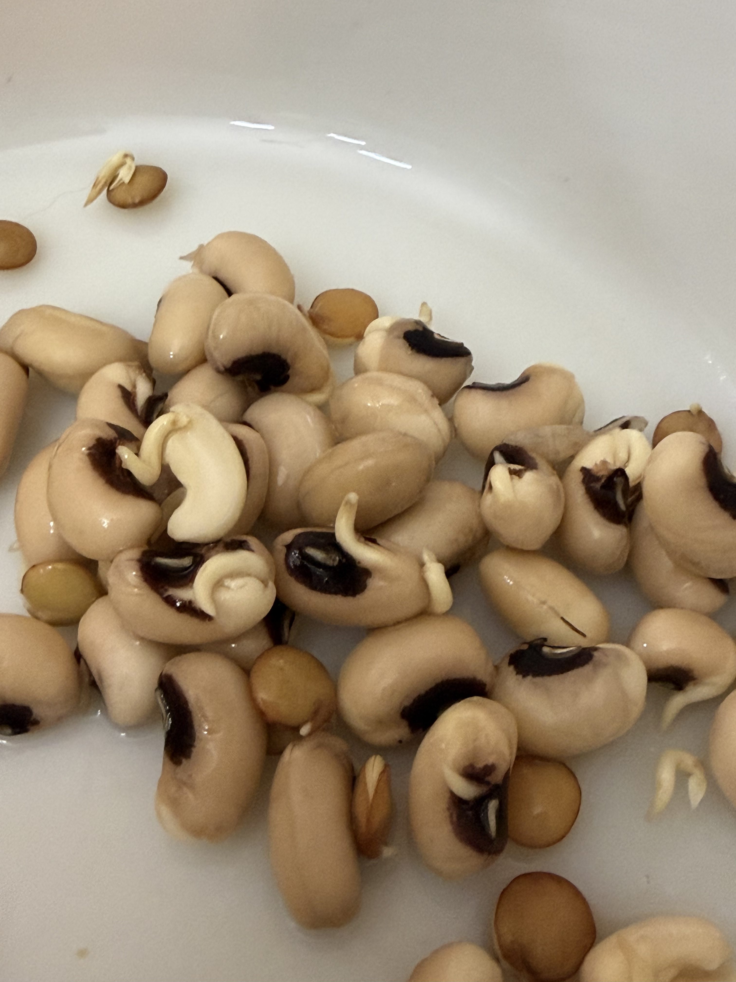 Sprouting Old Black-Eyed Peas and Lentils for Chickens: A Simple Winter Homestead Experiment