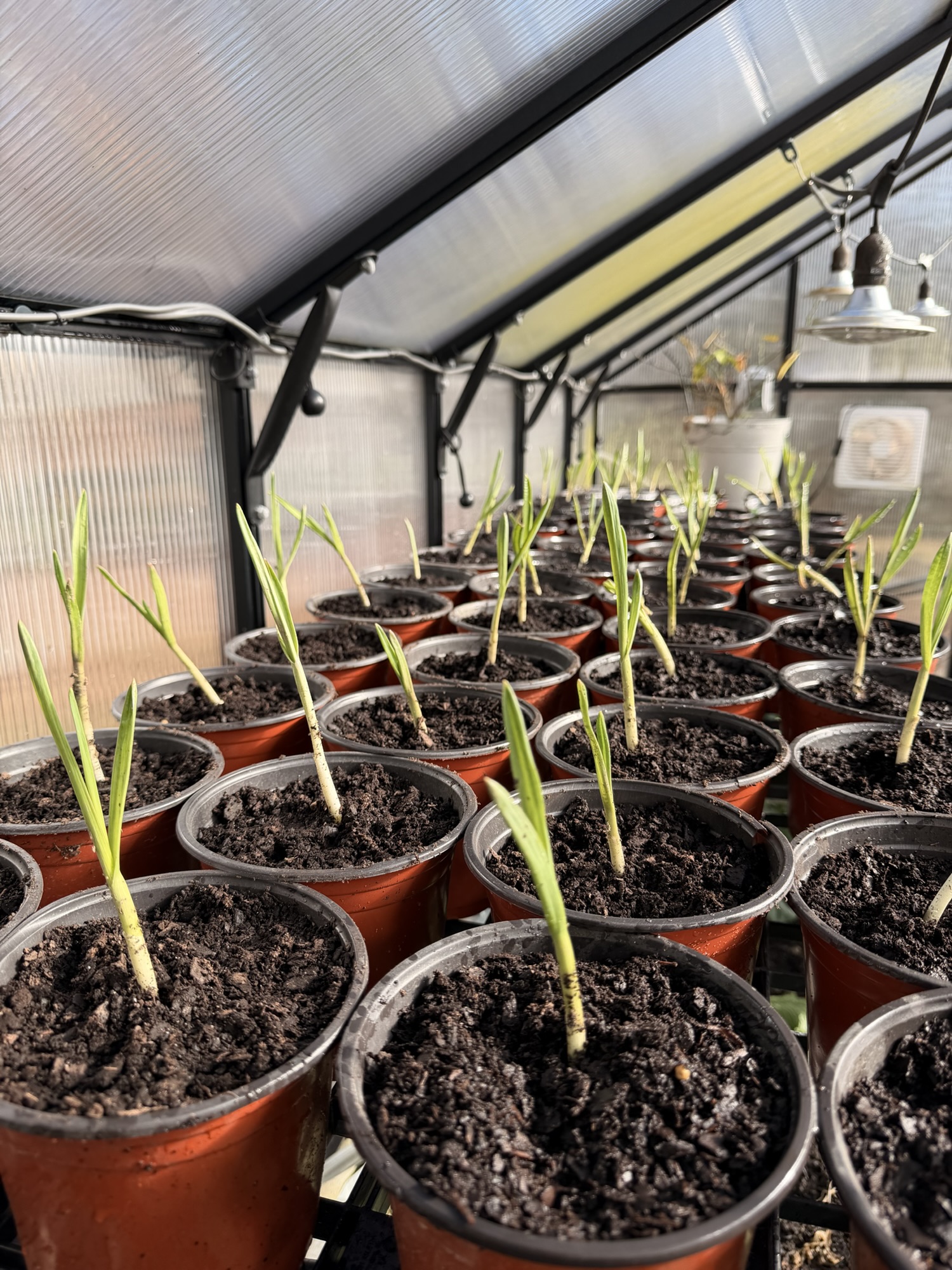 Planting Garlic in Winter: Why Cold Weather Sets Garlic Up for Success