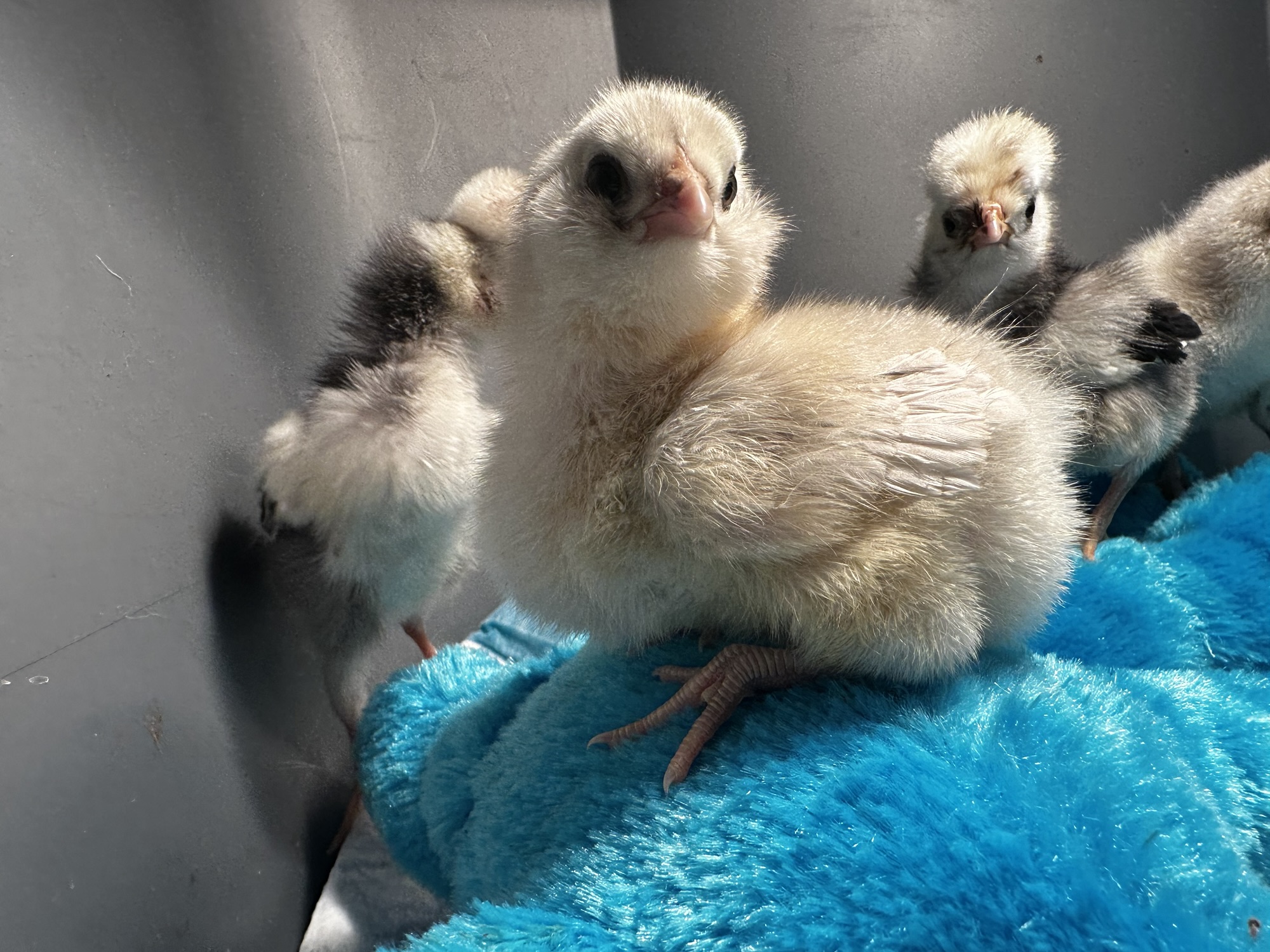 Why Chickens Are the Easiest Animal to Start Homesteading With