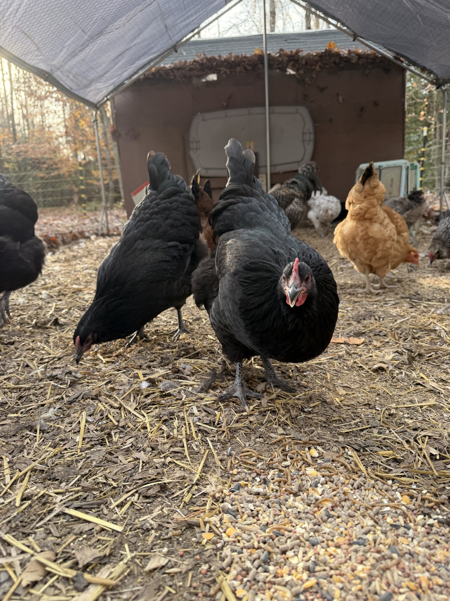 Things I Didn’t Expect About Owning Chickens (But Now Can’t Imagine Life Without Them)