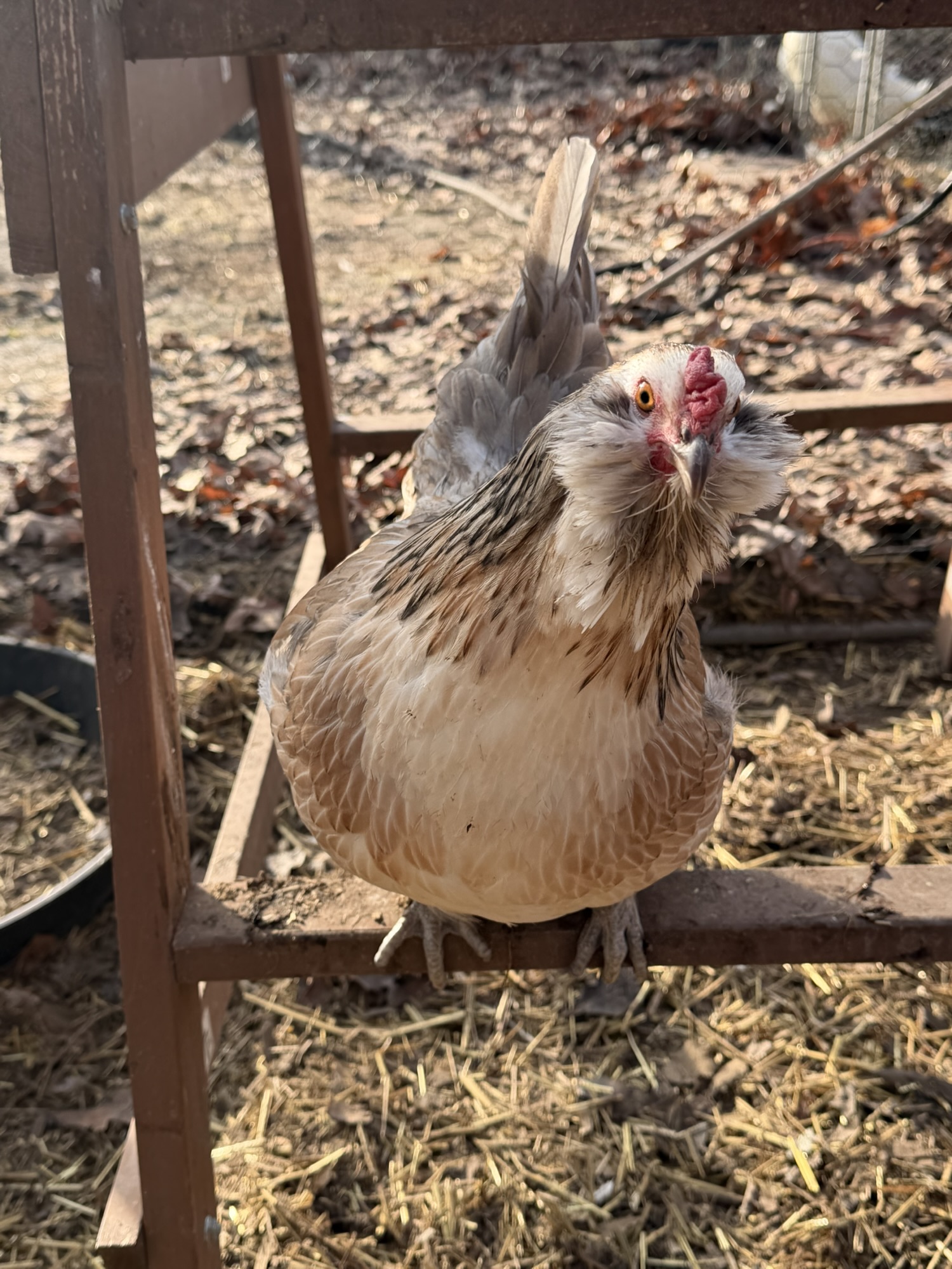 When the Chicken Comes Inside: Unexpected Realities of Homesteading in Winter