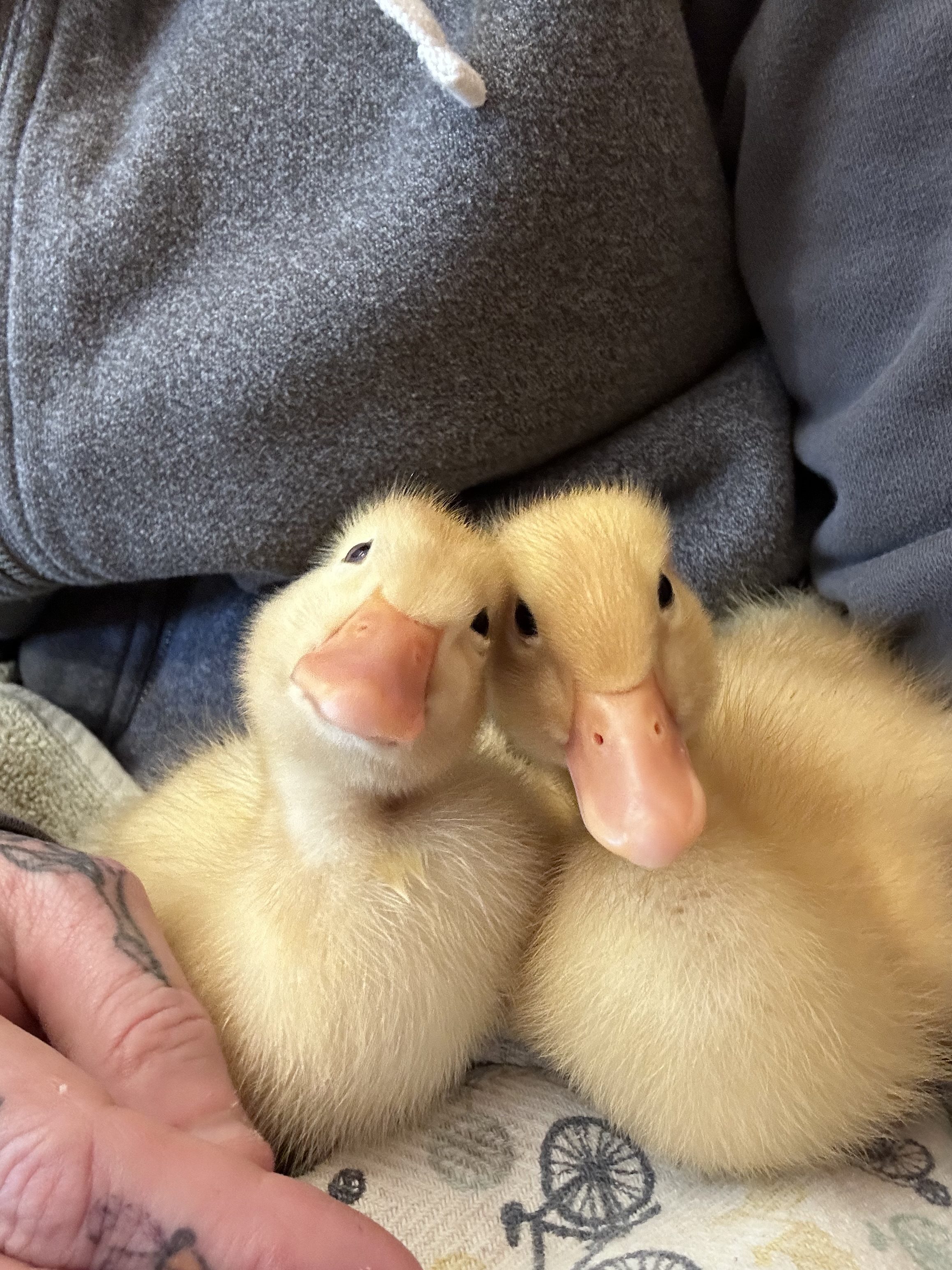 If I’m Honest… I Wouldn’t Add Ducks to the Homestead Again