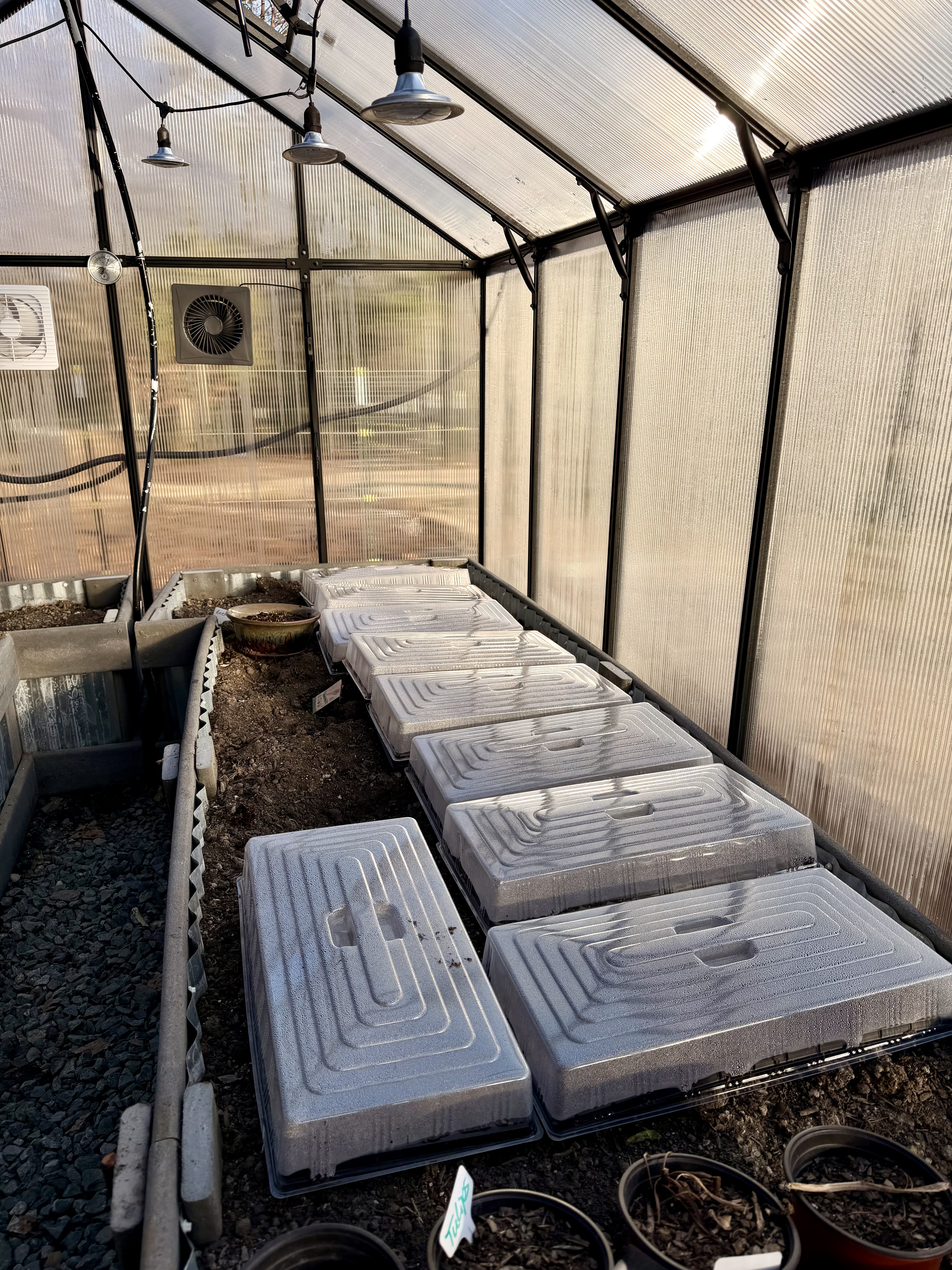 Finally Started Seeds in the Greenhouse