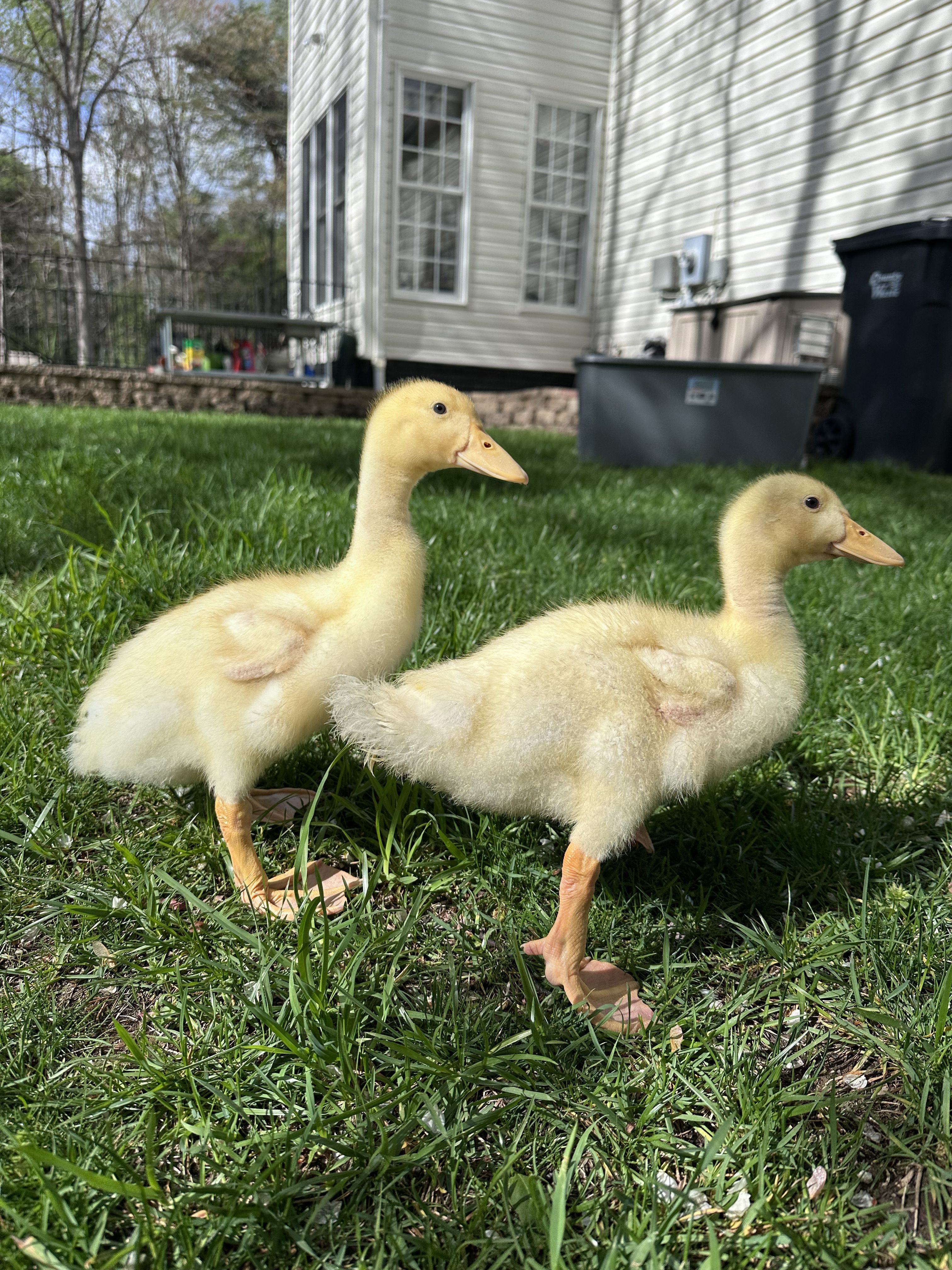 When the Homestead Evolves: Saying Goodbye to Ducks and Stepping Into the Next Chapter