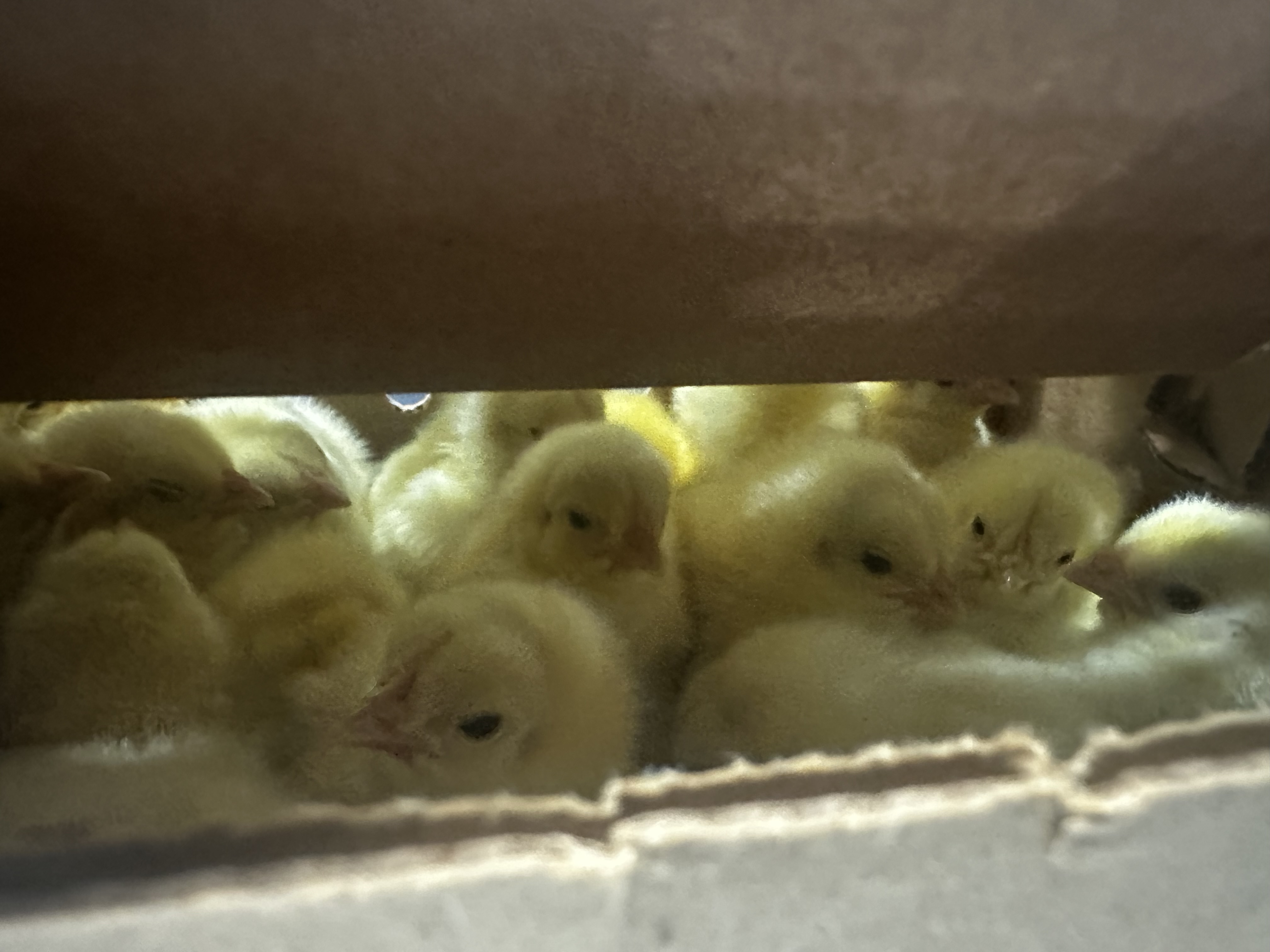 Preparation is Key! Bringing Baby Chicks Home: A Practical Guide for First-Time and Seasoned Chicken Keepers
