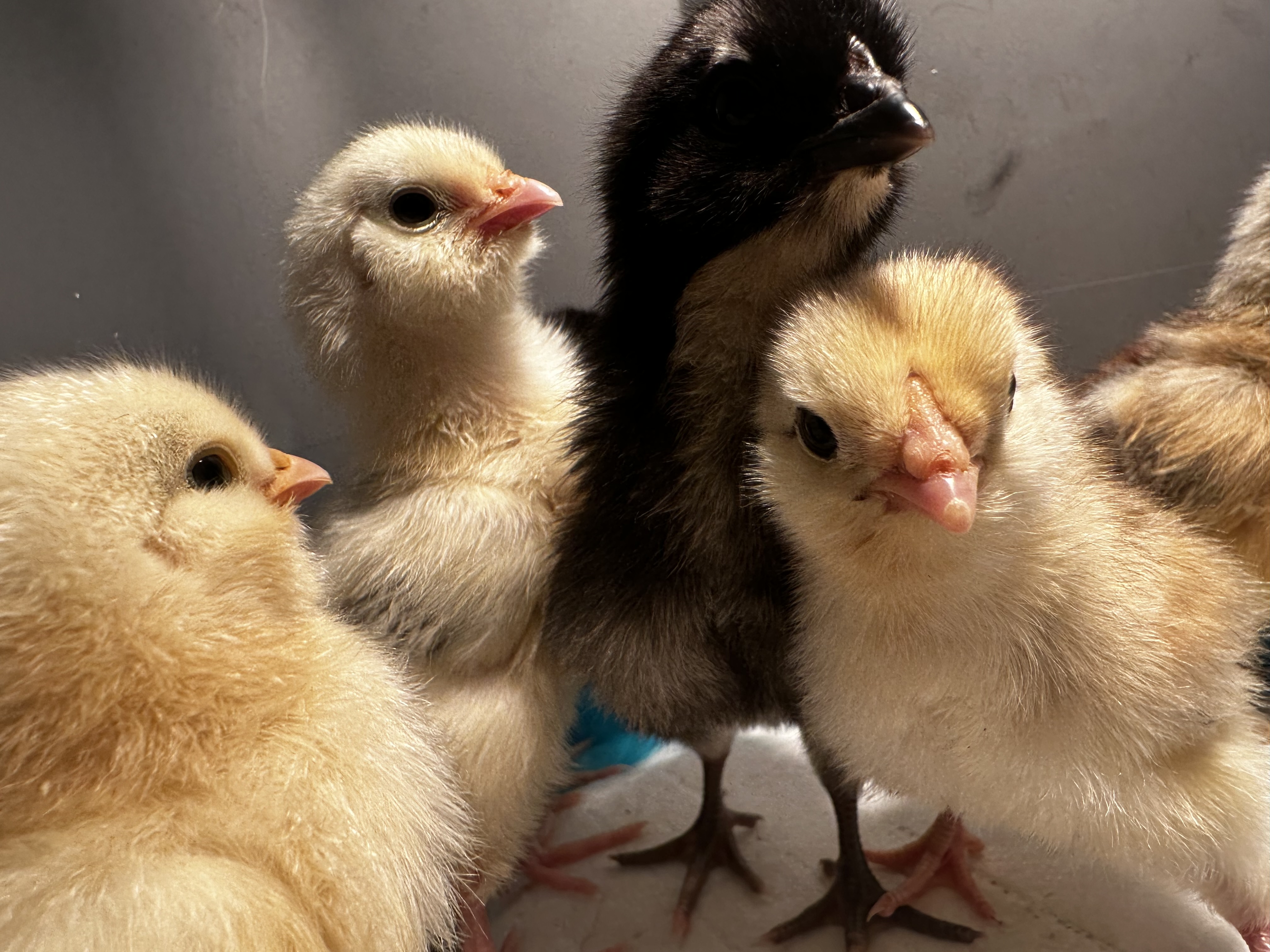 New Chickens We’re Adding to the Flock This Year