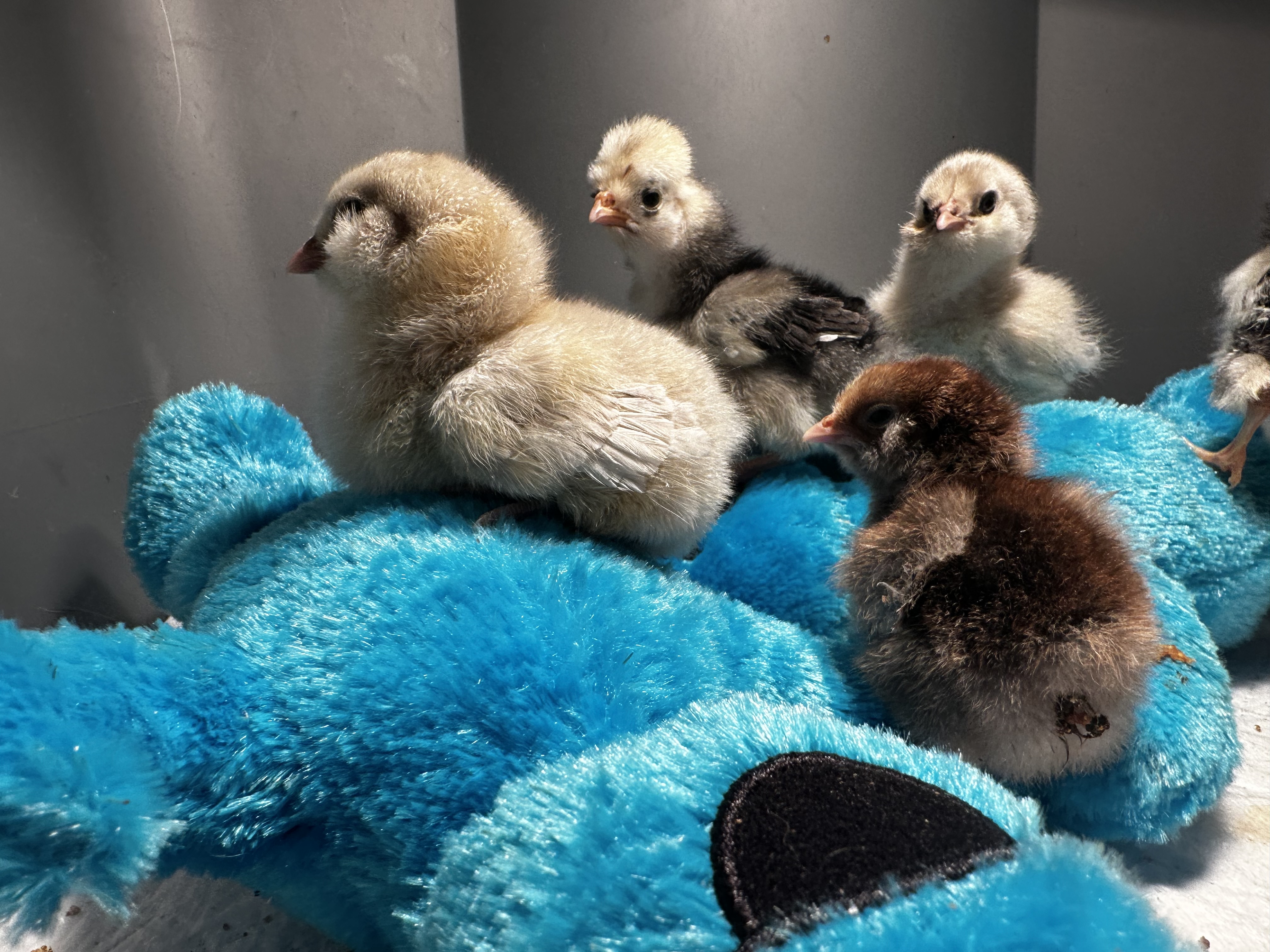 Why Chickens Are the Best Animal to Start Homesteading With