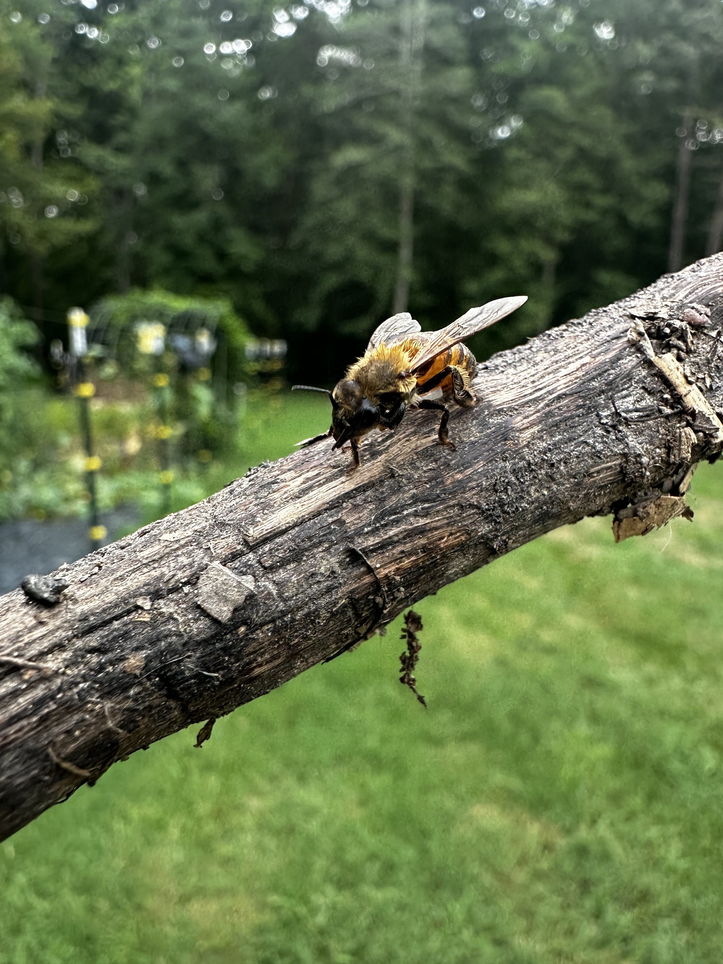 The Joy of Mindless Homestead Chores: Finding Peace in the Simple Work
