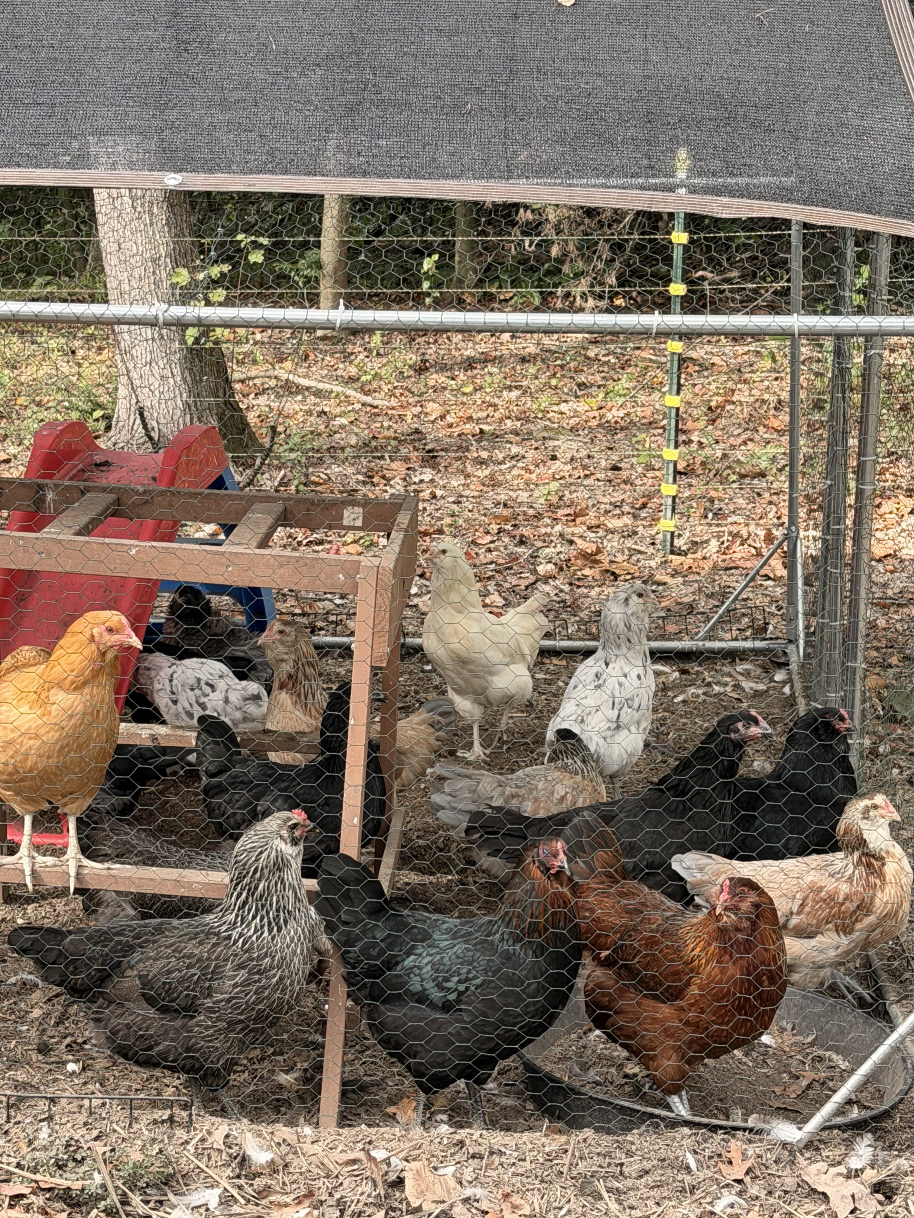 As a Homesteader, Something That Never Gets Crossed Off My To-Do List