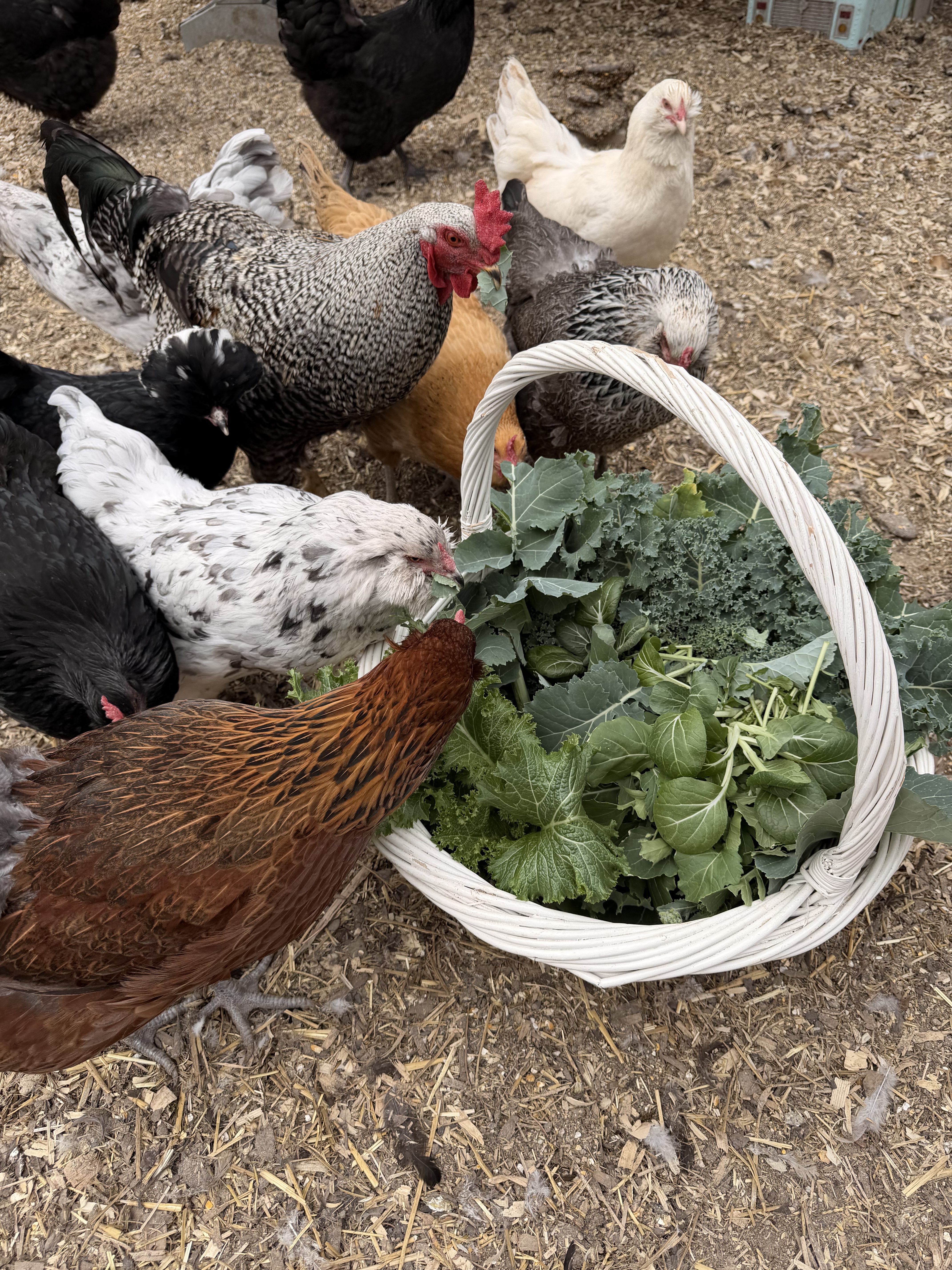 How Automatic Chicken Doors Are Transforming Modern Homesteading