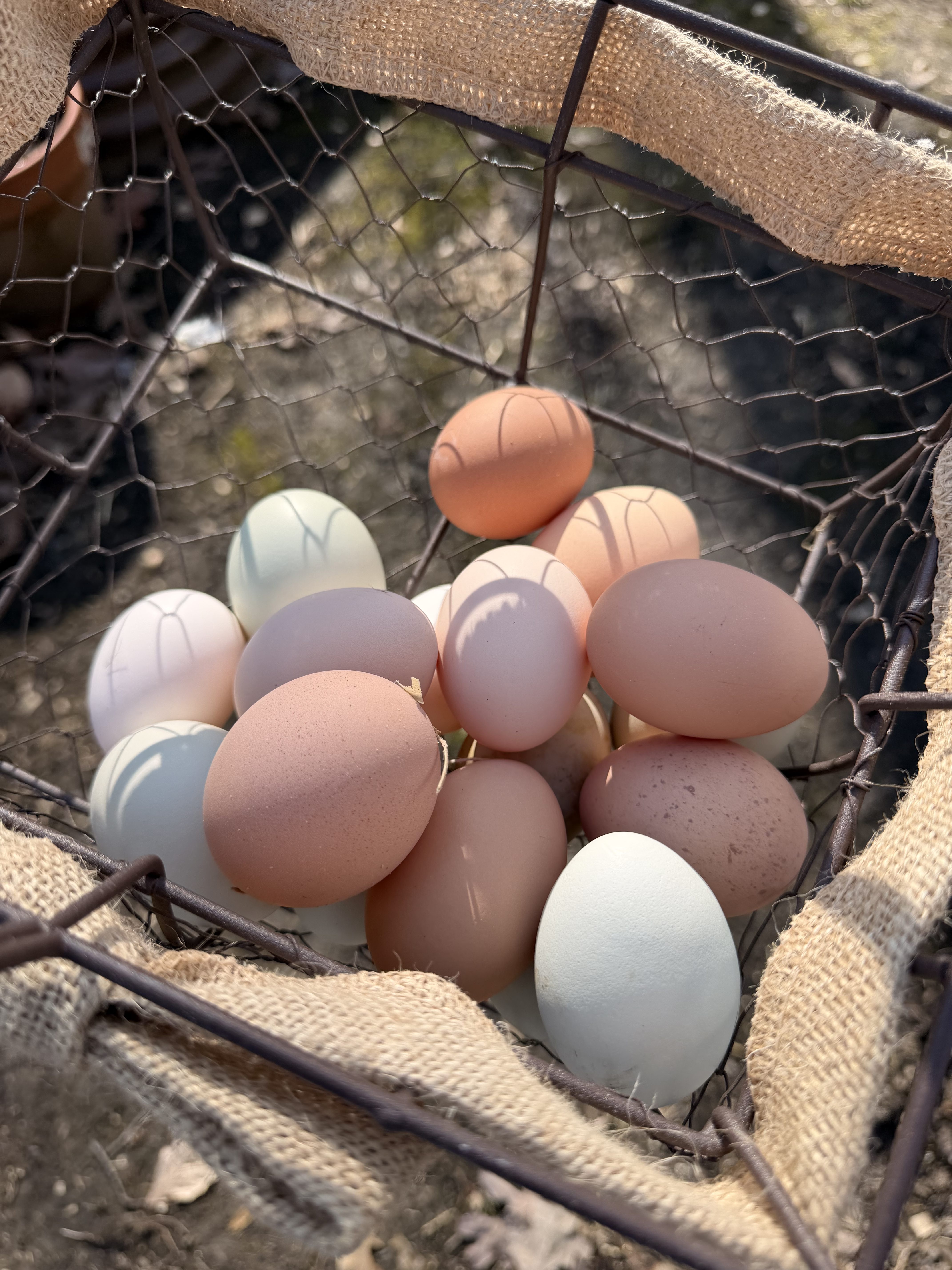 Should You Wash Farm Fresh Eggs? Pros, Cons, and What Every Homesteader Should Know