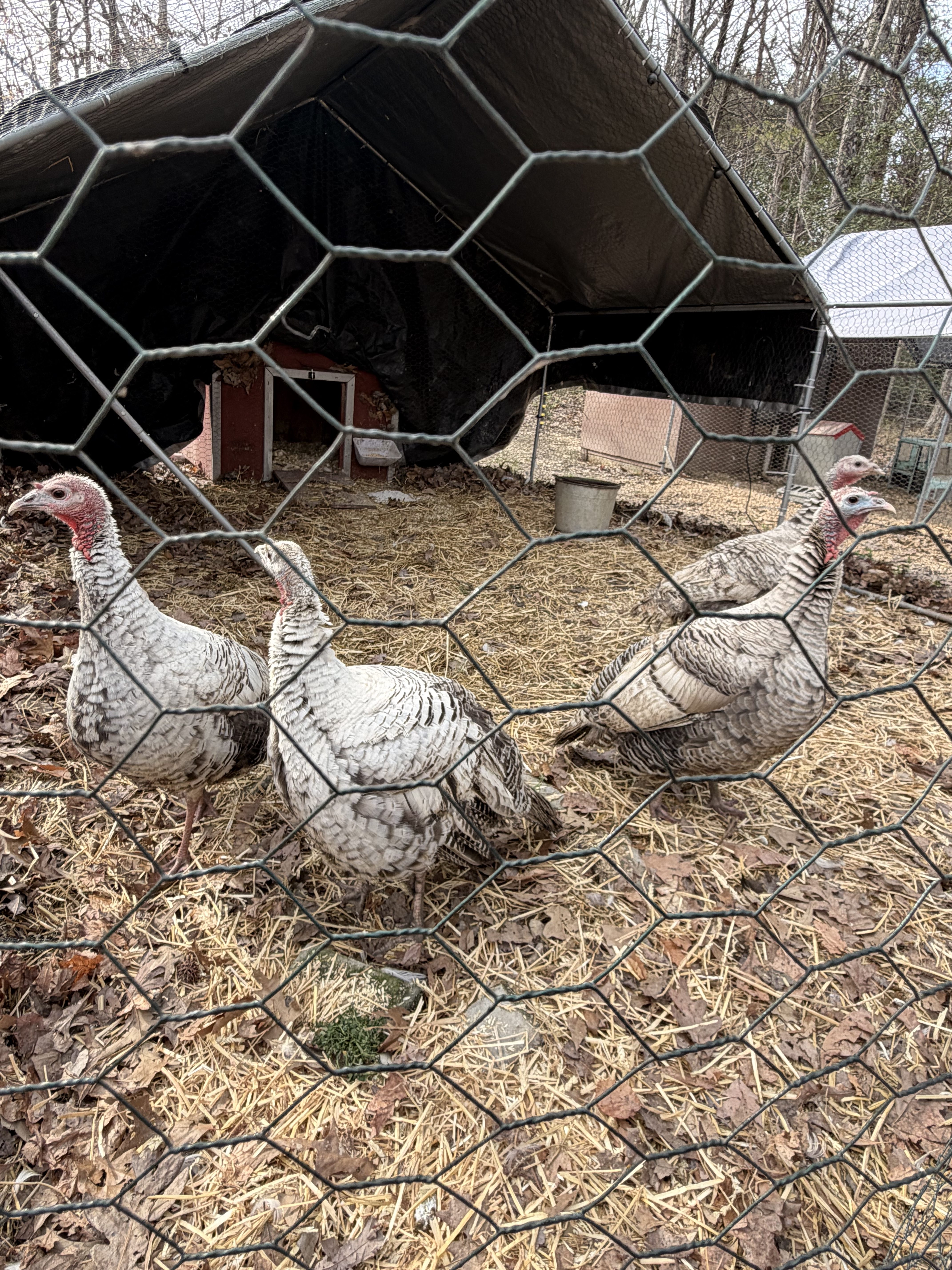 Bringing Home Four Turkey Hens: A New Adventure Begins on the Homestead