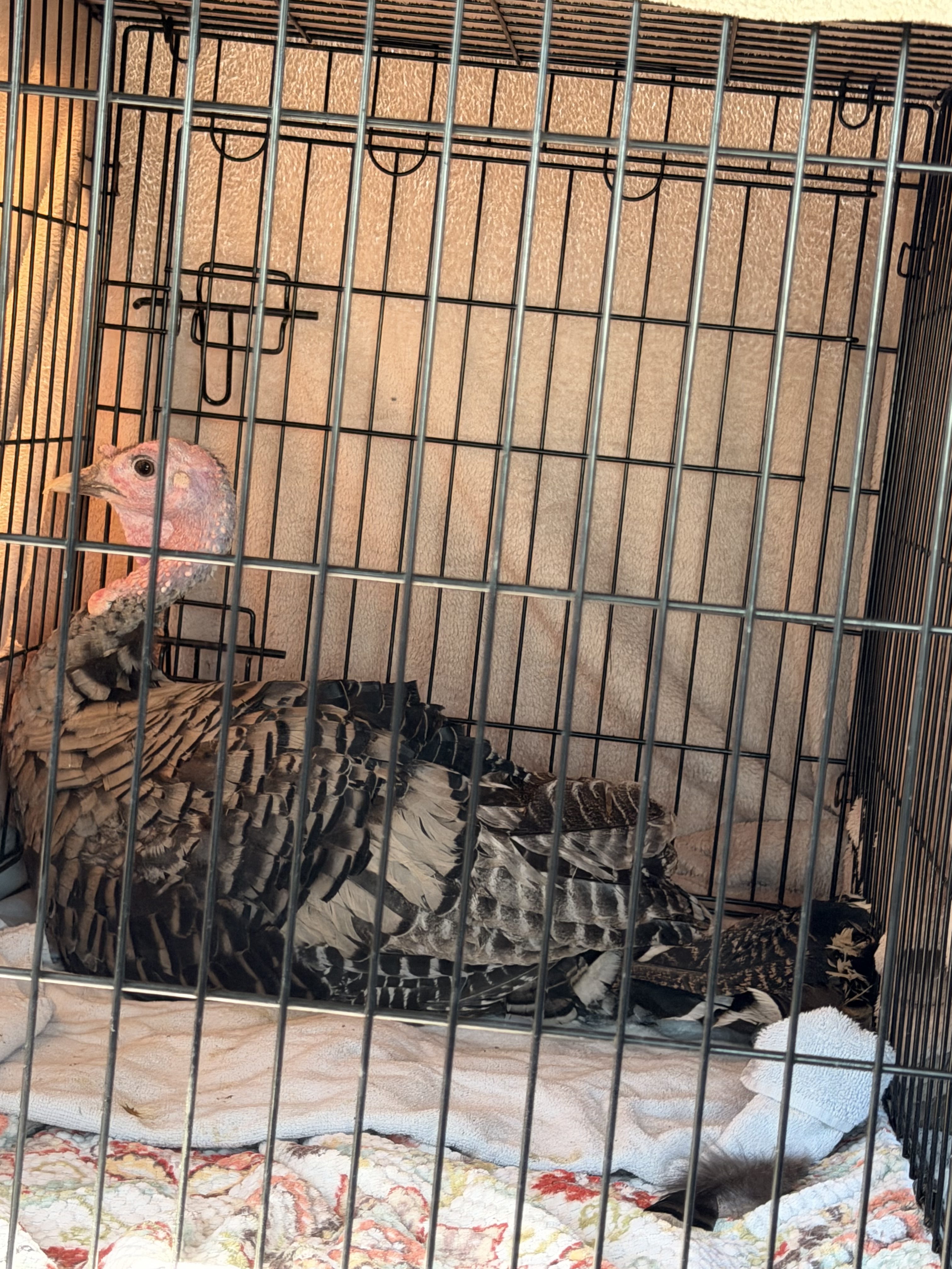 Young tom turkey in a dog crate, in the back of the car