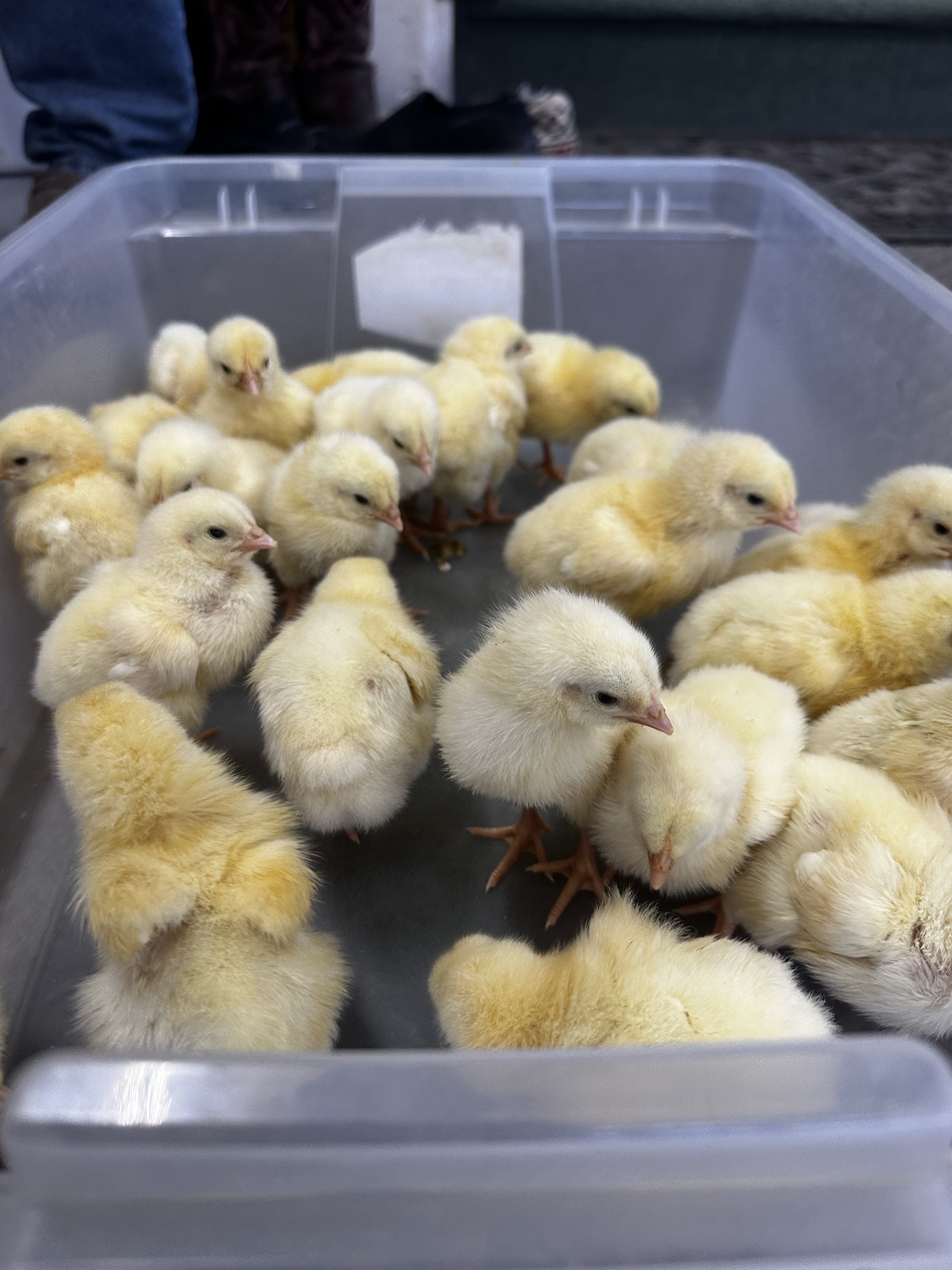Wry Neck in Chickens: What It Is, Why It Happens, and How We’re Treating It 