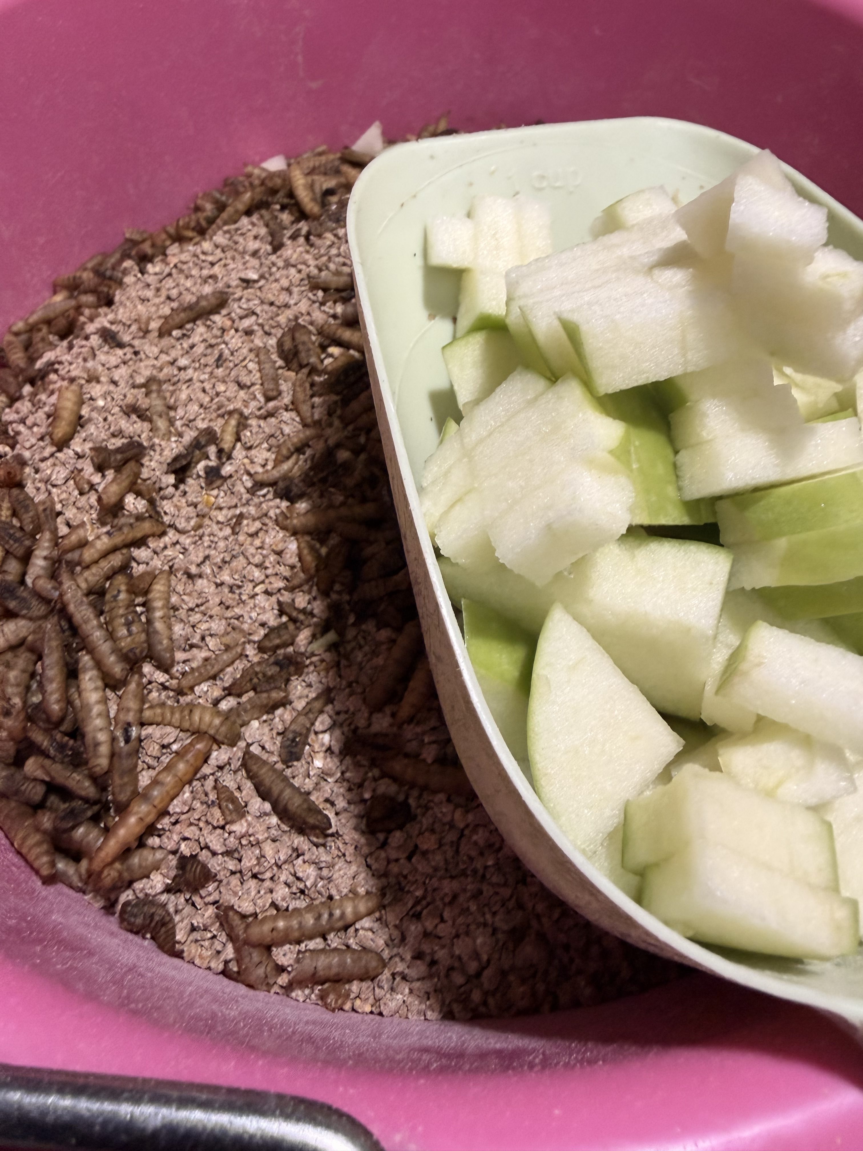 The Morning Routine: How We Start Our Day at J & J Homestead from 3:30–5:30 AM