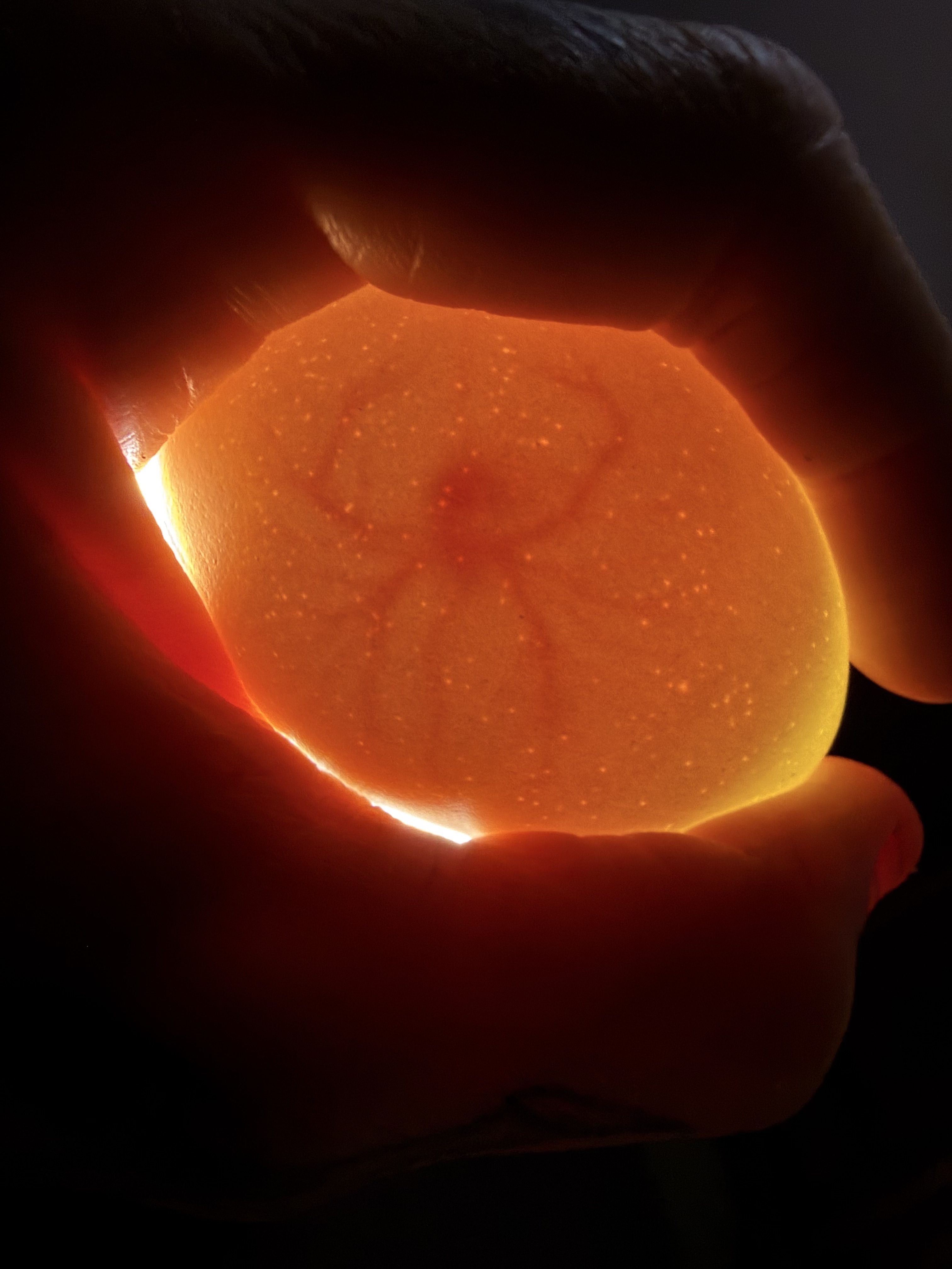 Candling Chicken Eggs: How to Check Fertility and Watch the Miracle of Life