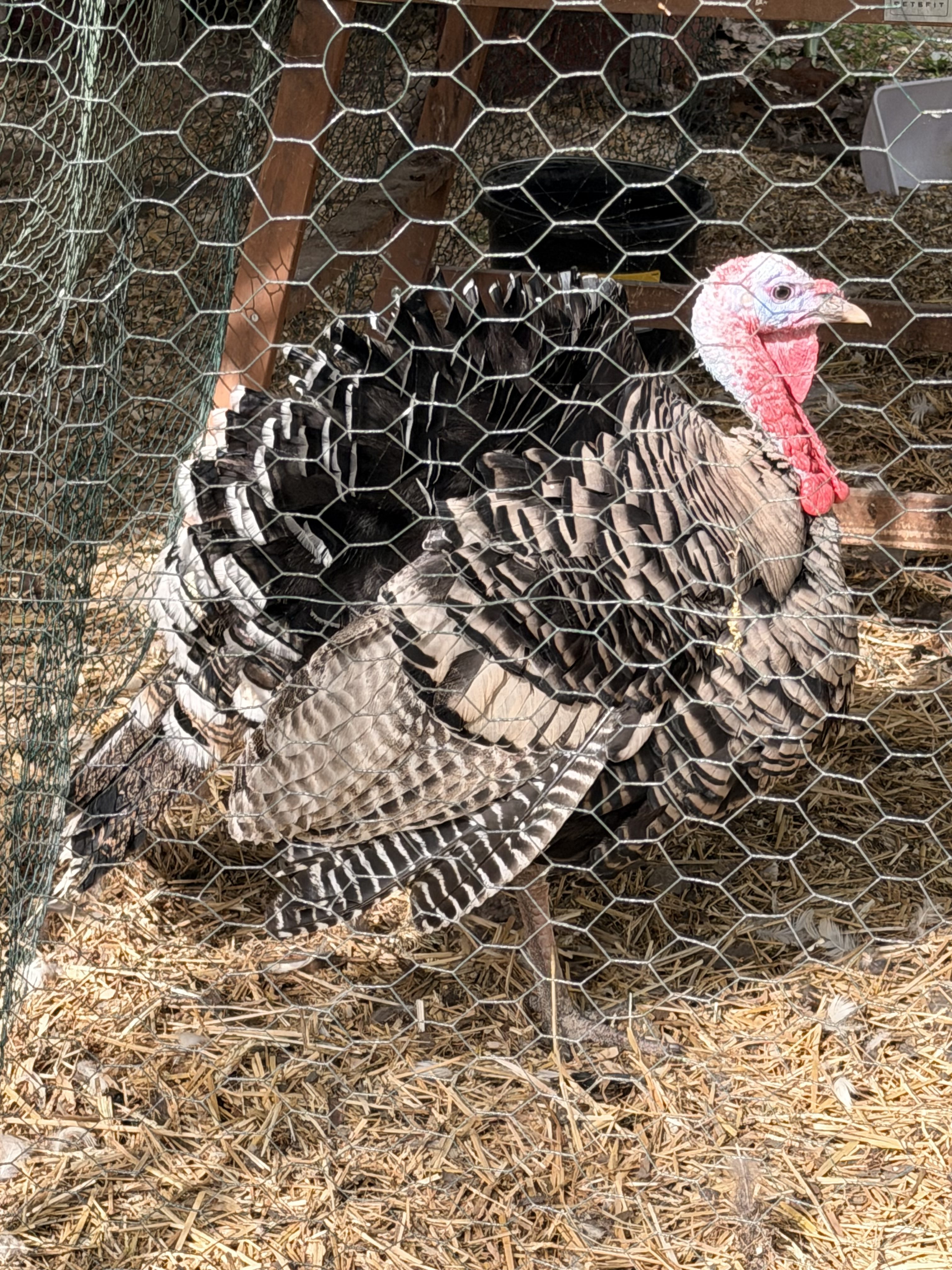 Heritage vs. Broad-Breasted Turkeys: Which Should You Raise?