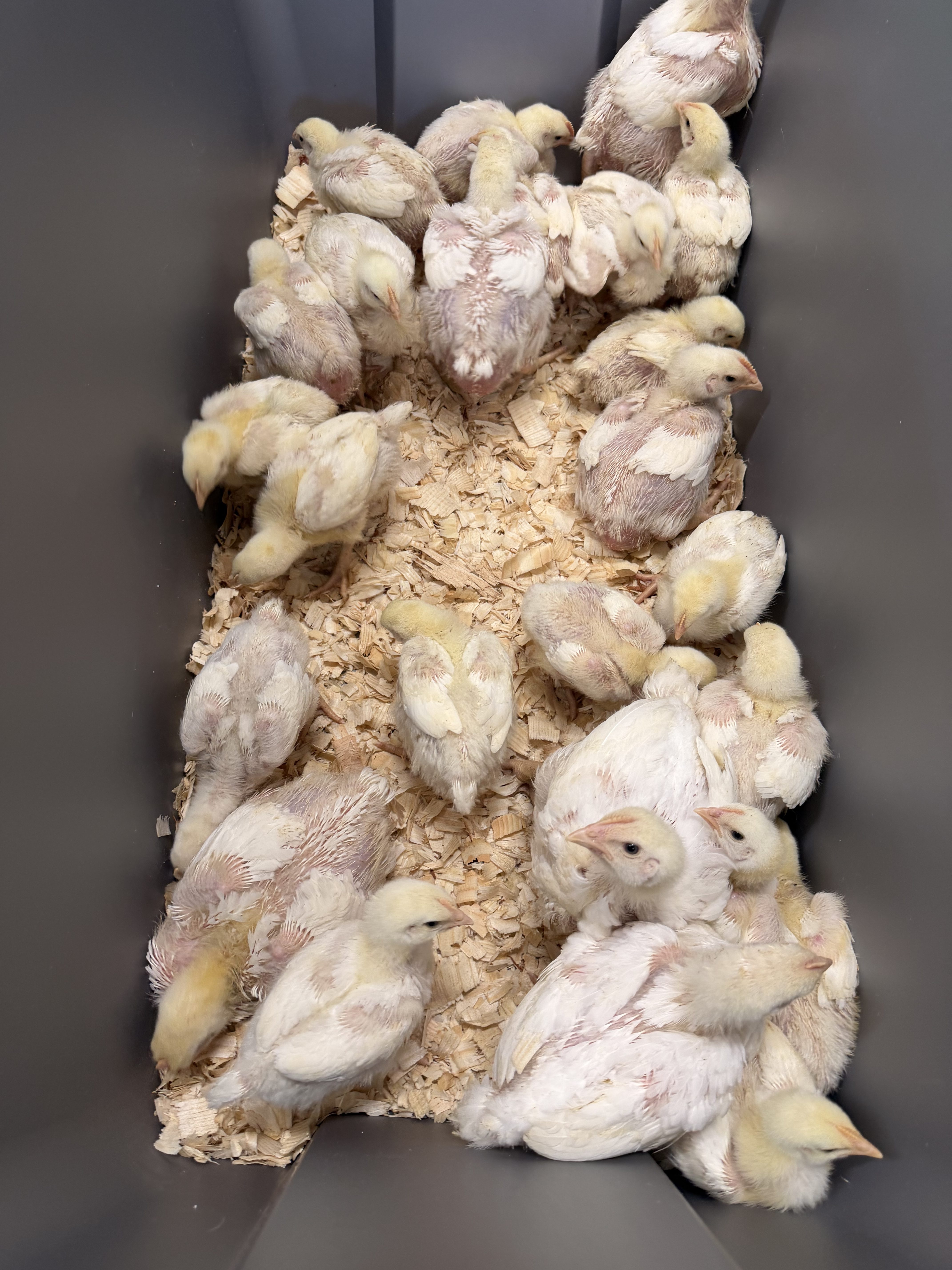 What I Wish I Knew Before Raising Cornish Cross Chickens