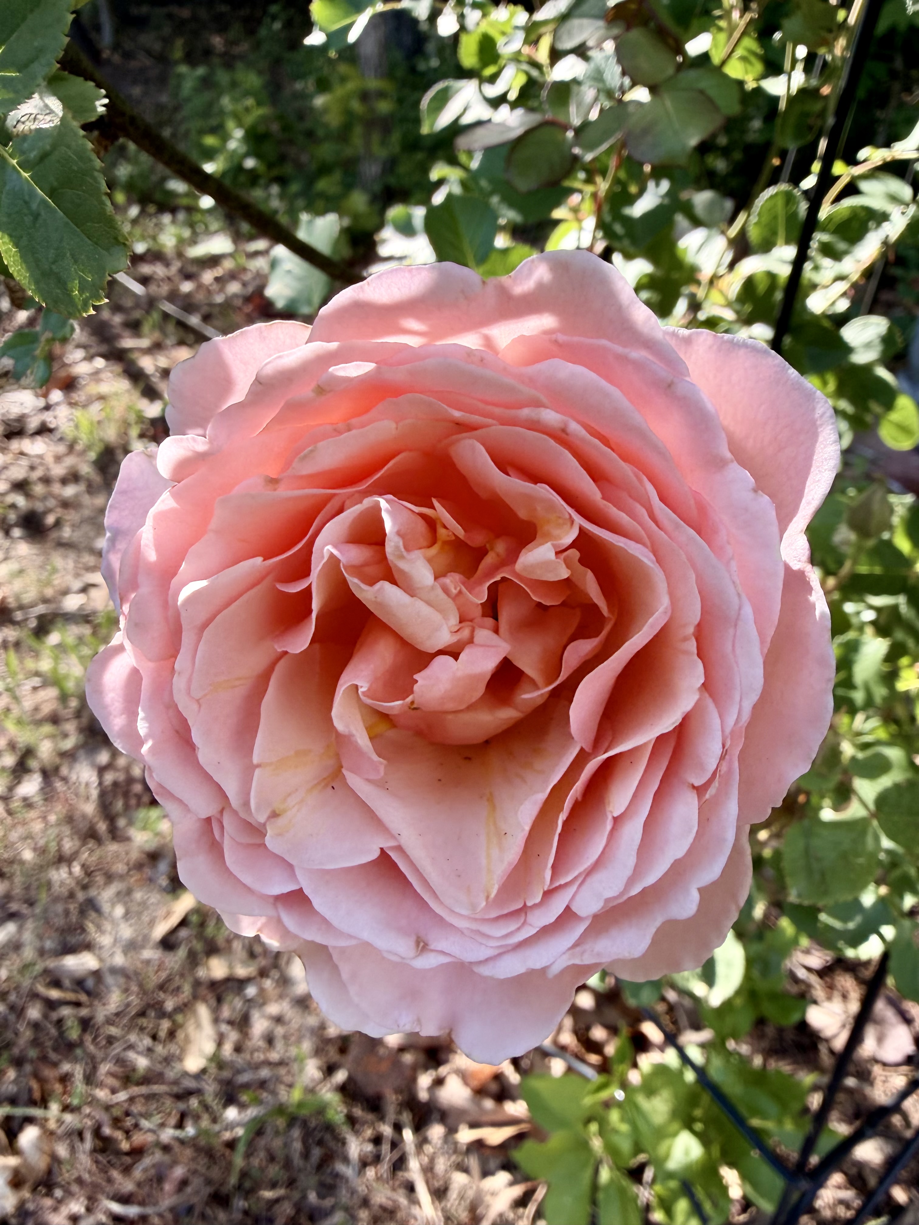 What I’m Learning About Resilience as a Homesteader