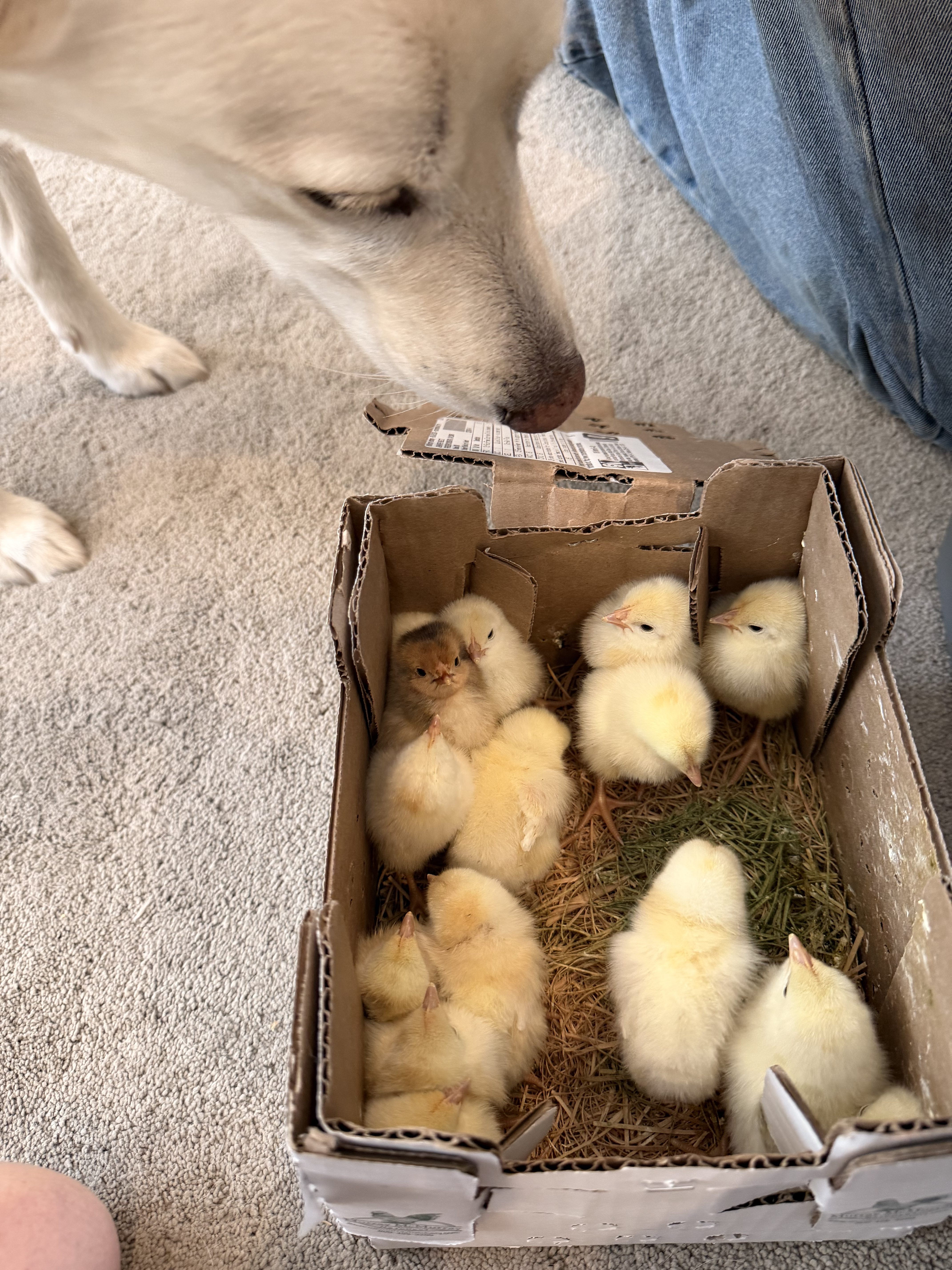 Added Pearl Leghorn Chickens to the Homestead!