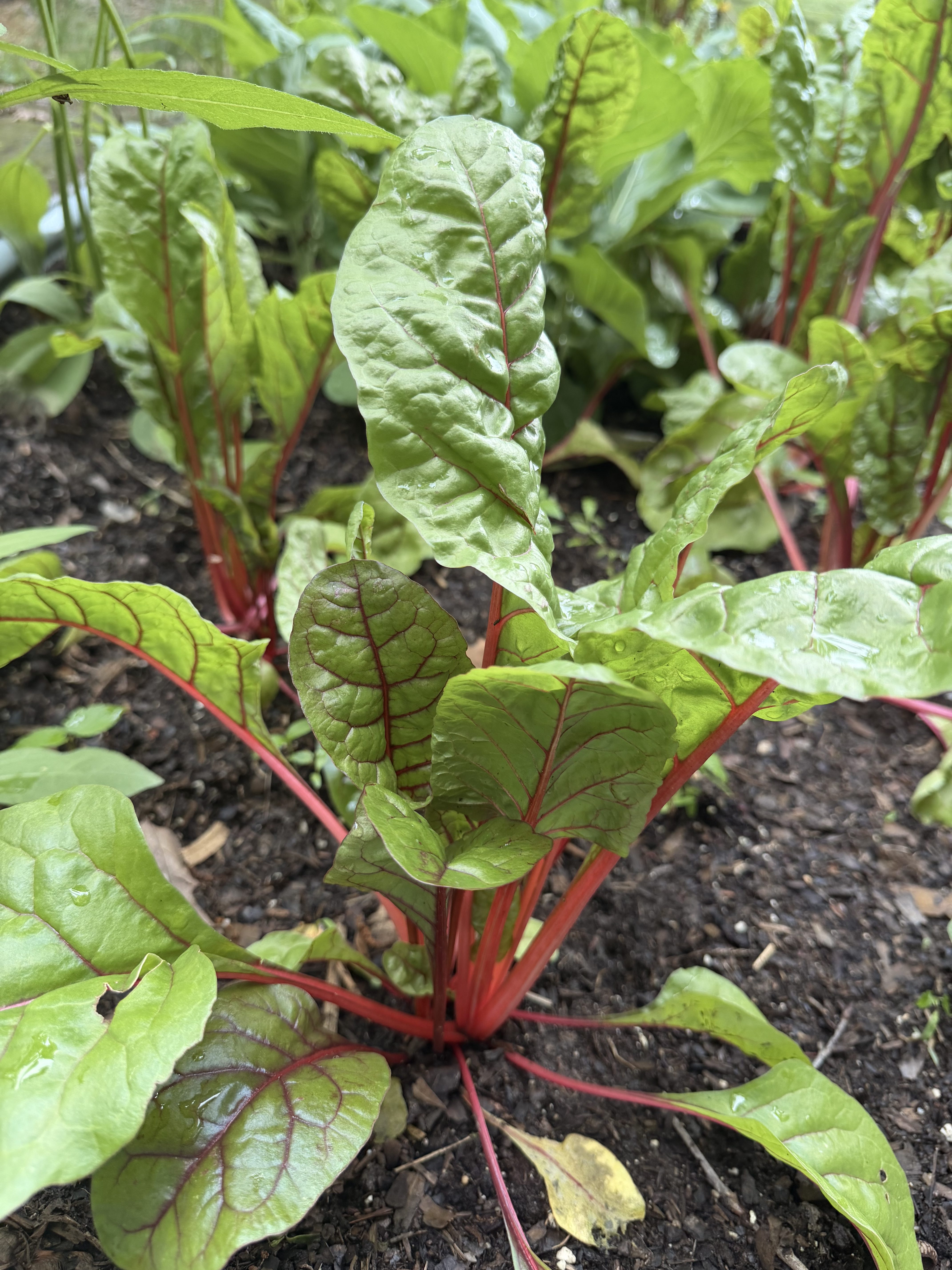 Why We Love Growing Swiss Chard on the Homestead