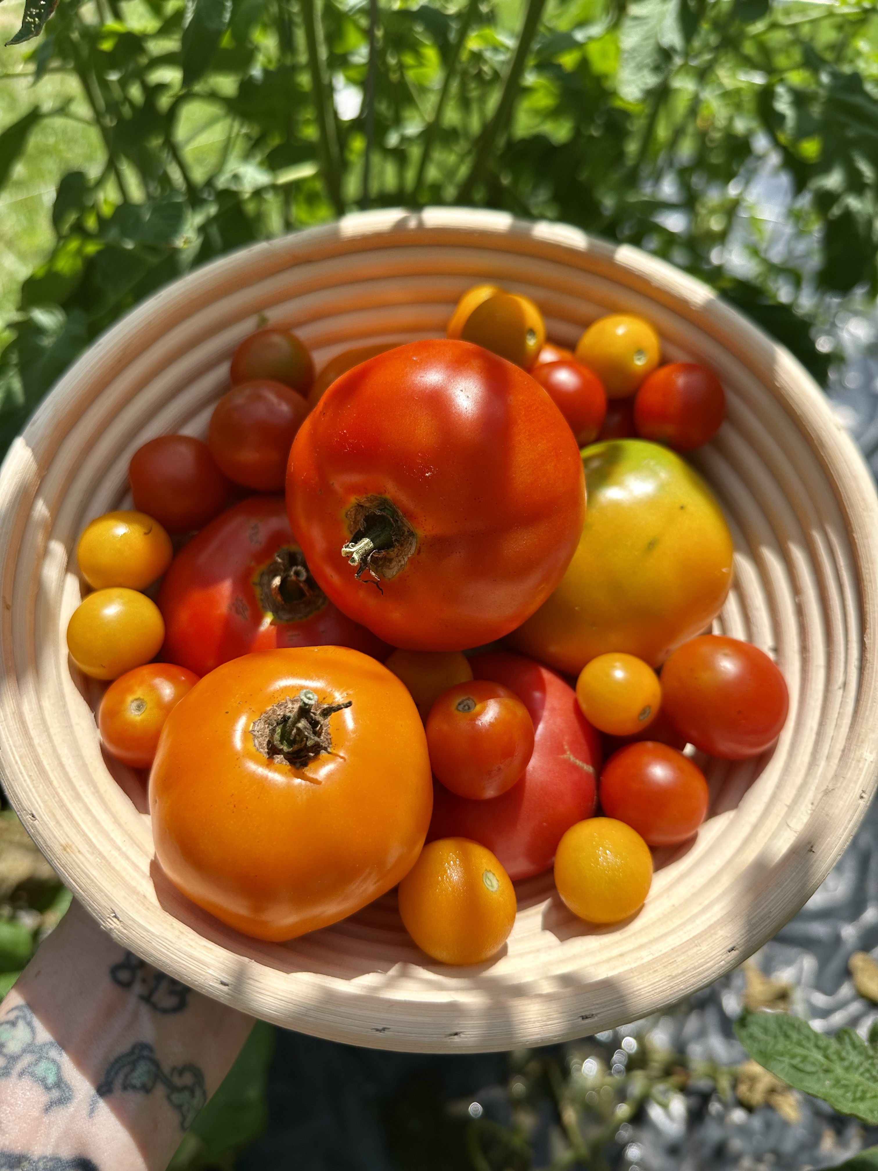 What to Plant in a Virginia Garden in June: A Homesteader’s Guide to Summer Success