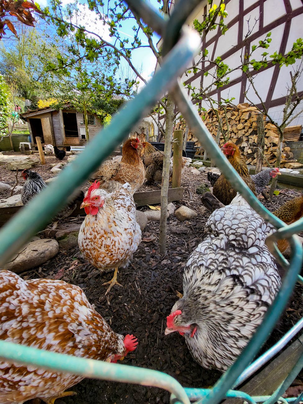 Surviving the Virginia Heatwave on the Homestead: Chickens, Turkeys, and Hoping for Rain