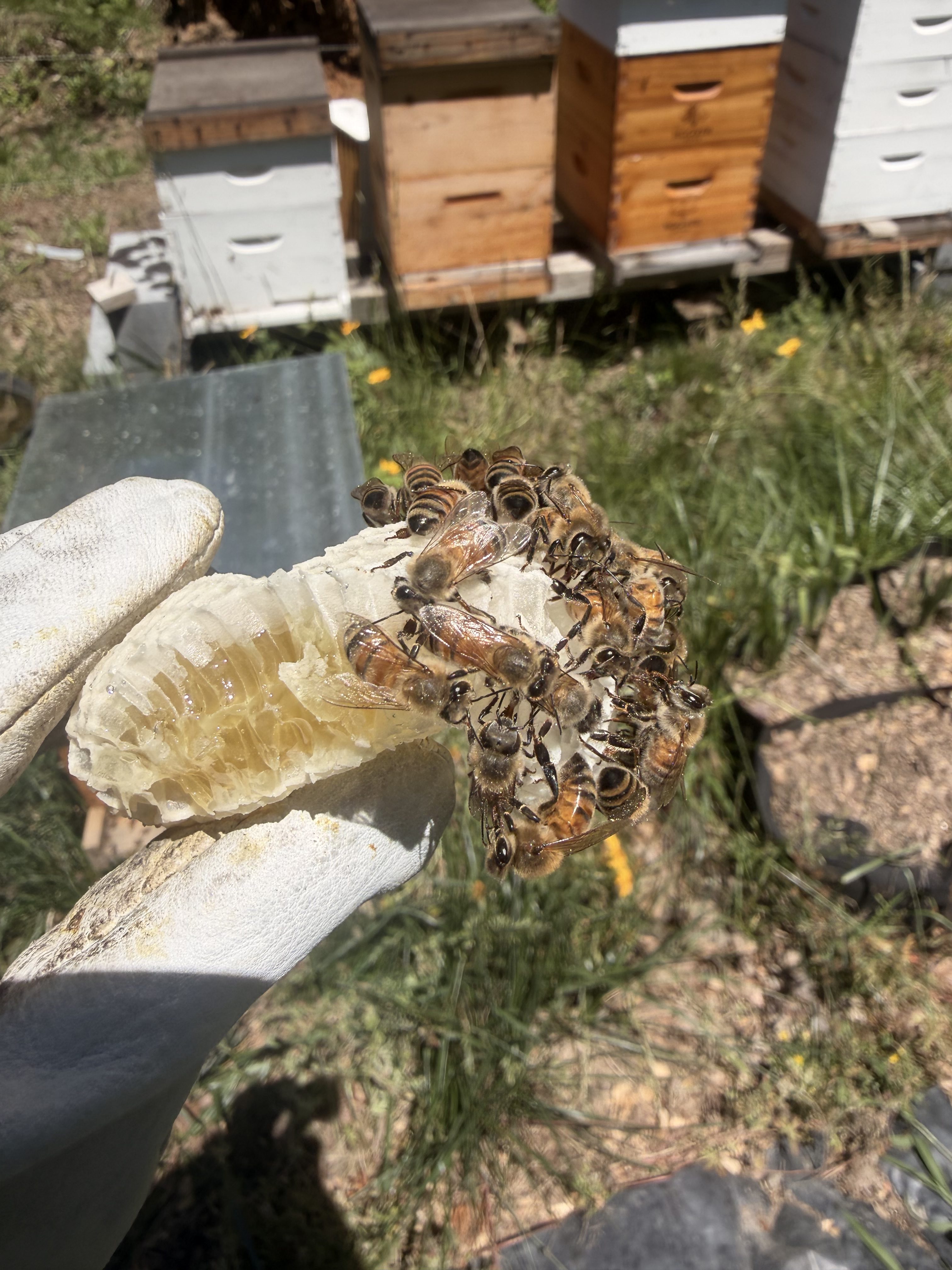 Benefits of Backyard Beekeeping: Why Every Homesteader Should Consider It