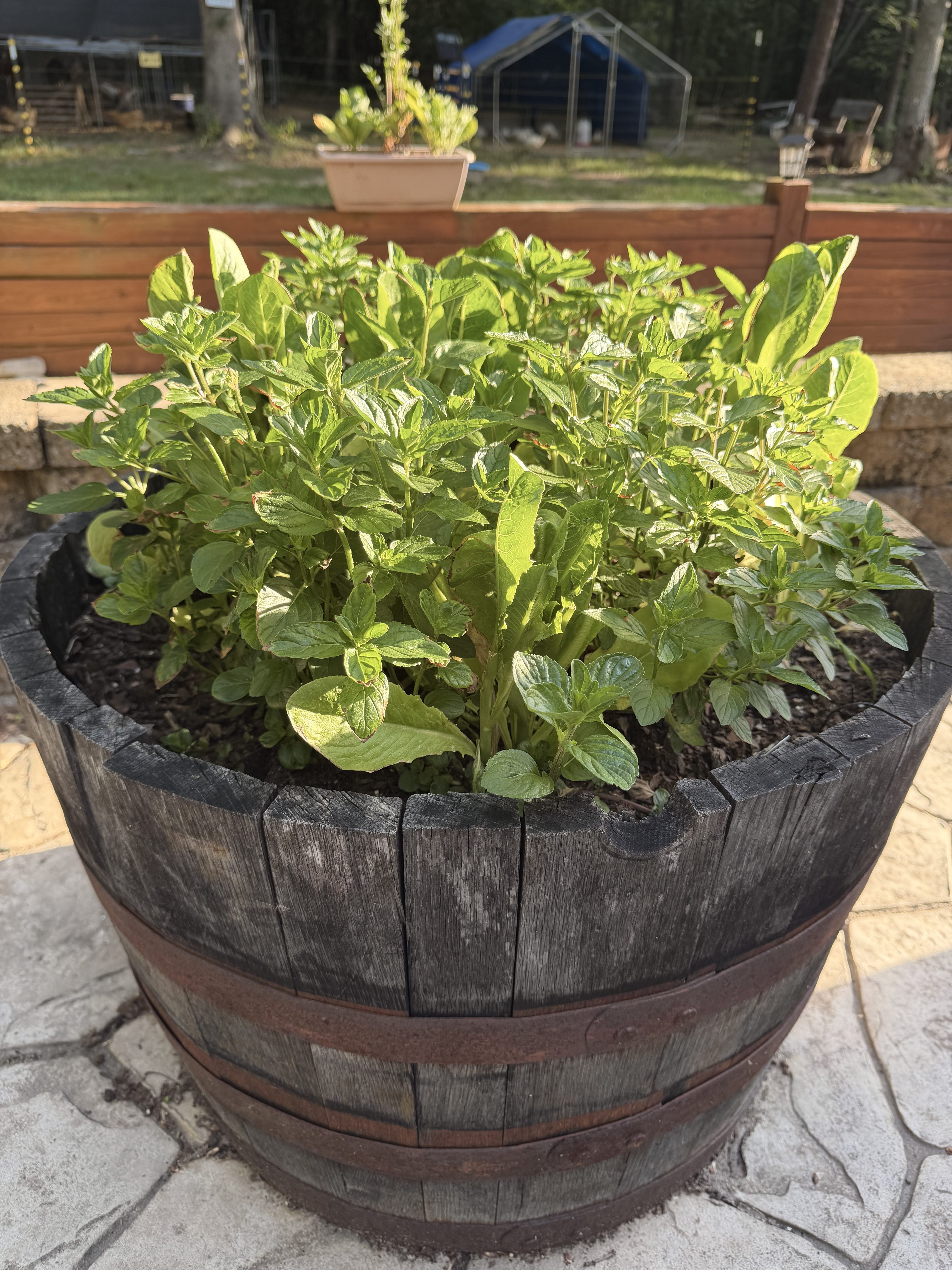 Creative Solutions for Small Space Gardening: How to Maximize Your Yield