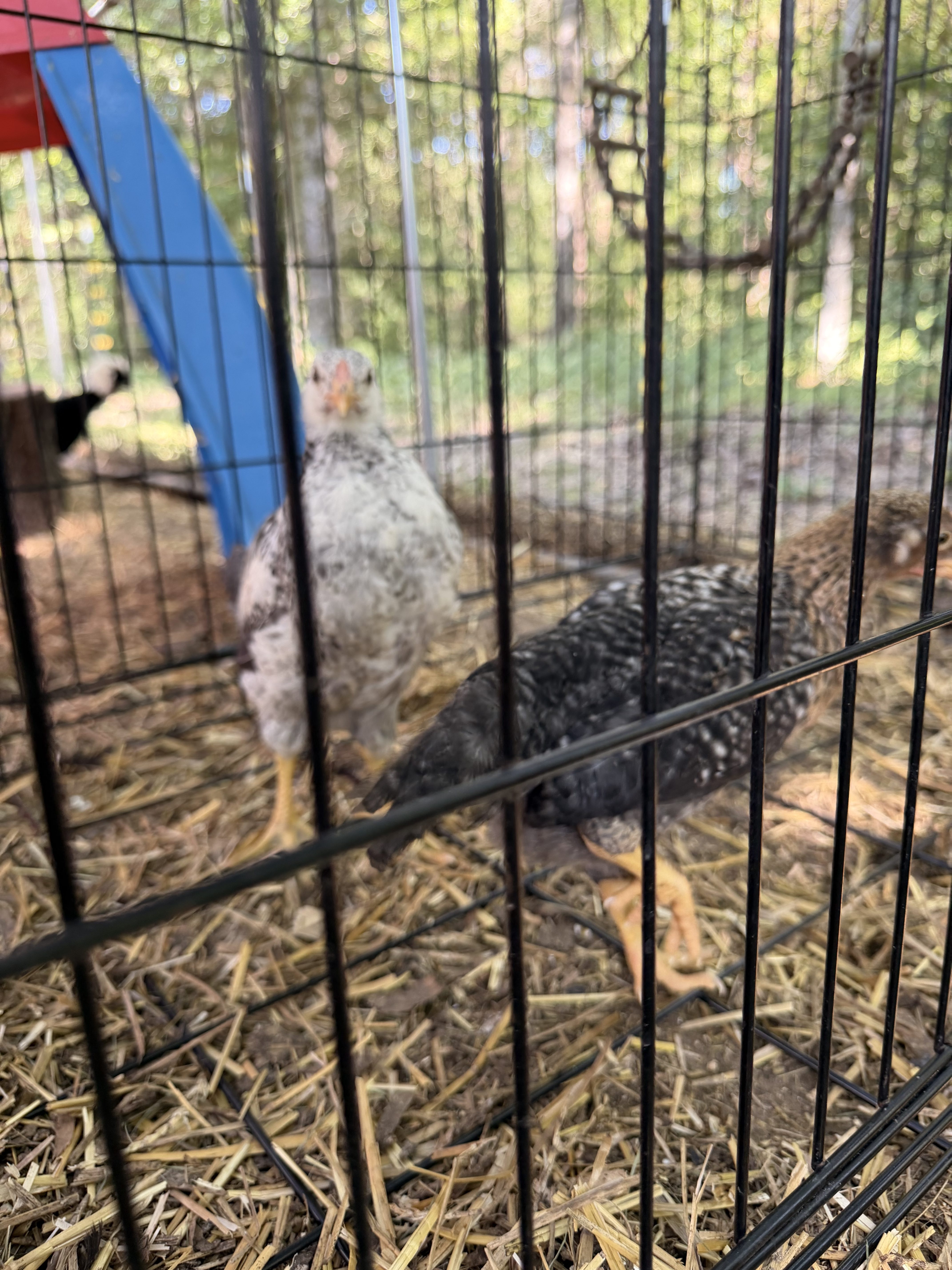 Introducing Chicks to the Flock: Tiny Dinosaurs Take Their First Step Into the Big World