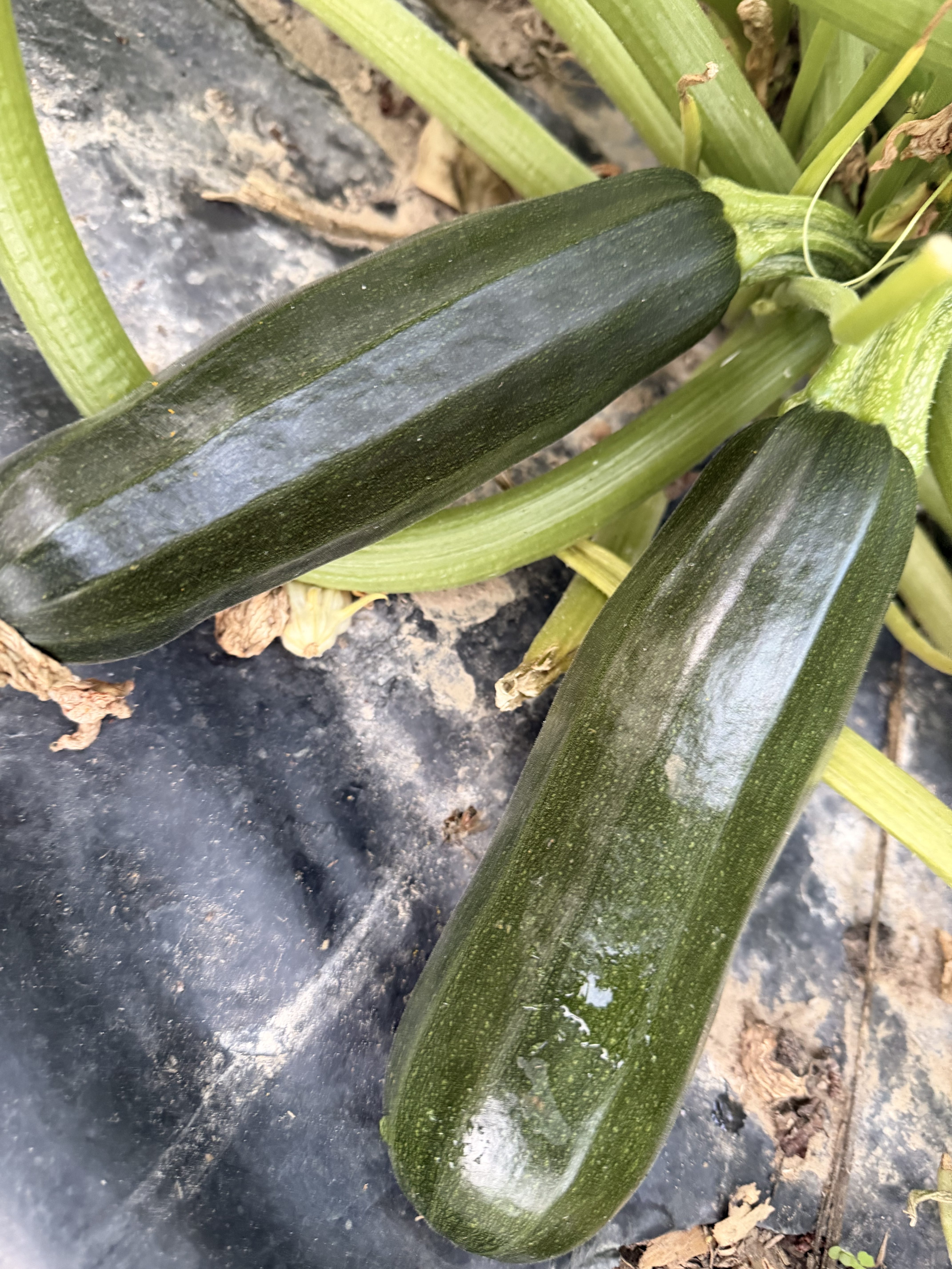 What Do I Do With All This Zucchini? A Homesteader’s Guide to the Summer Zucchini Explosion