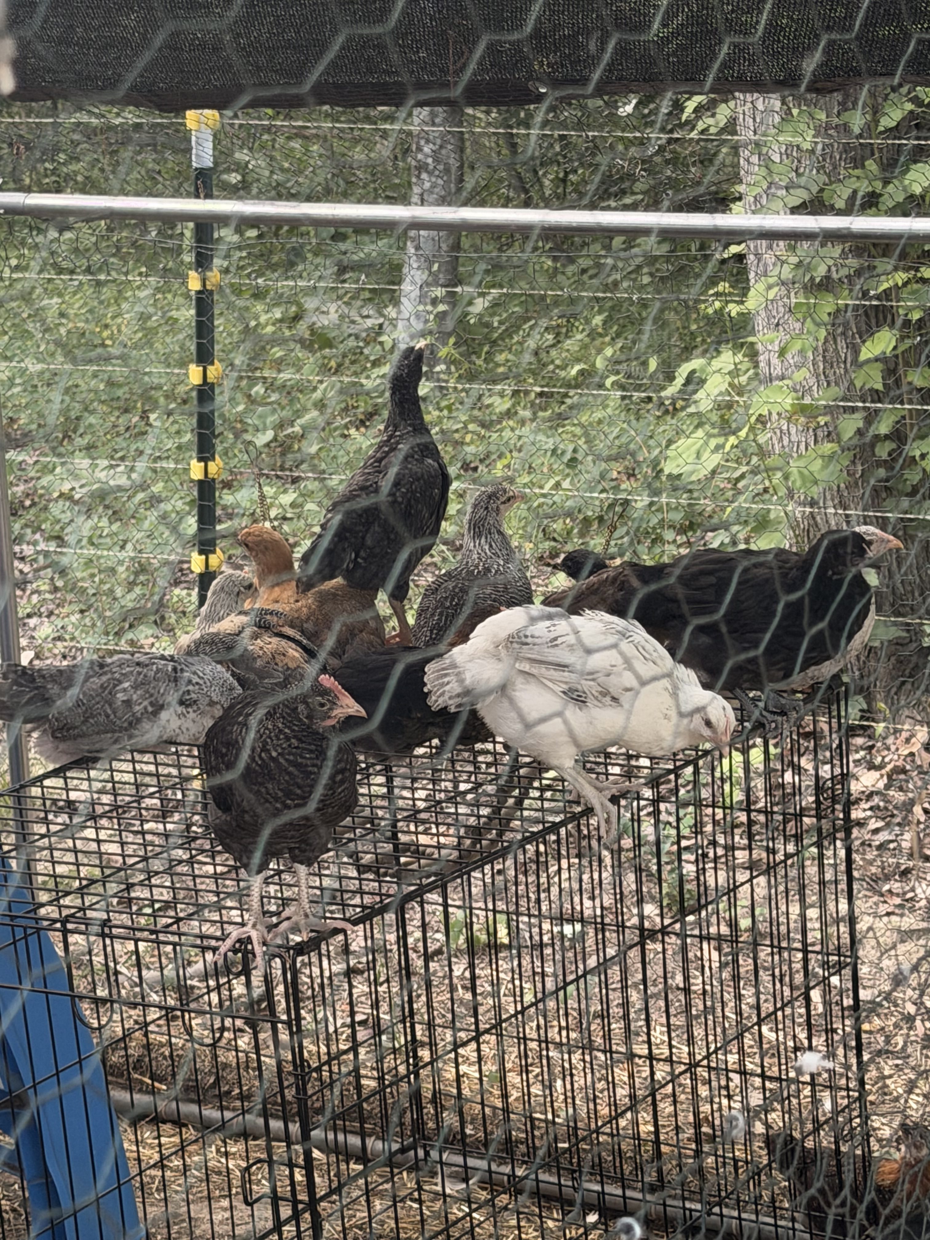 What a Wild Week on the Homestead! Lessons in Chickens, Heat, Harvest, and Community