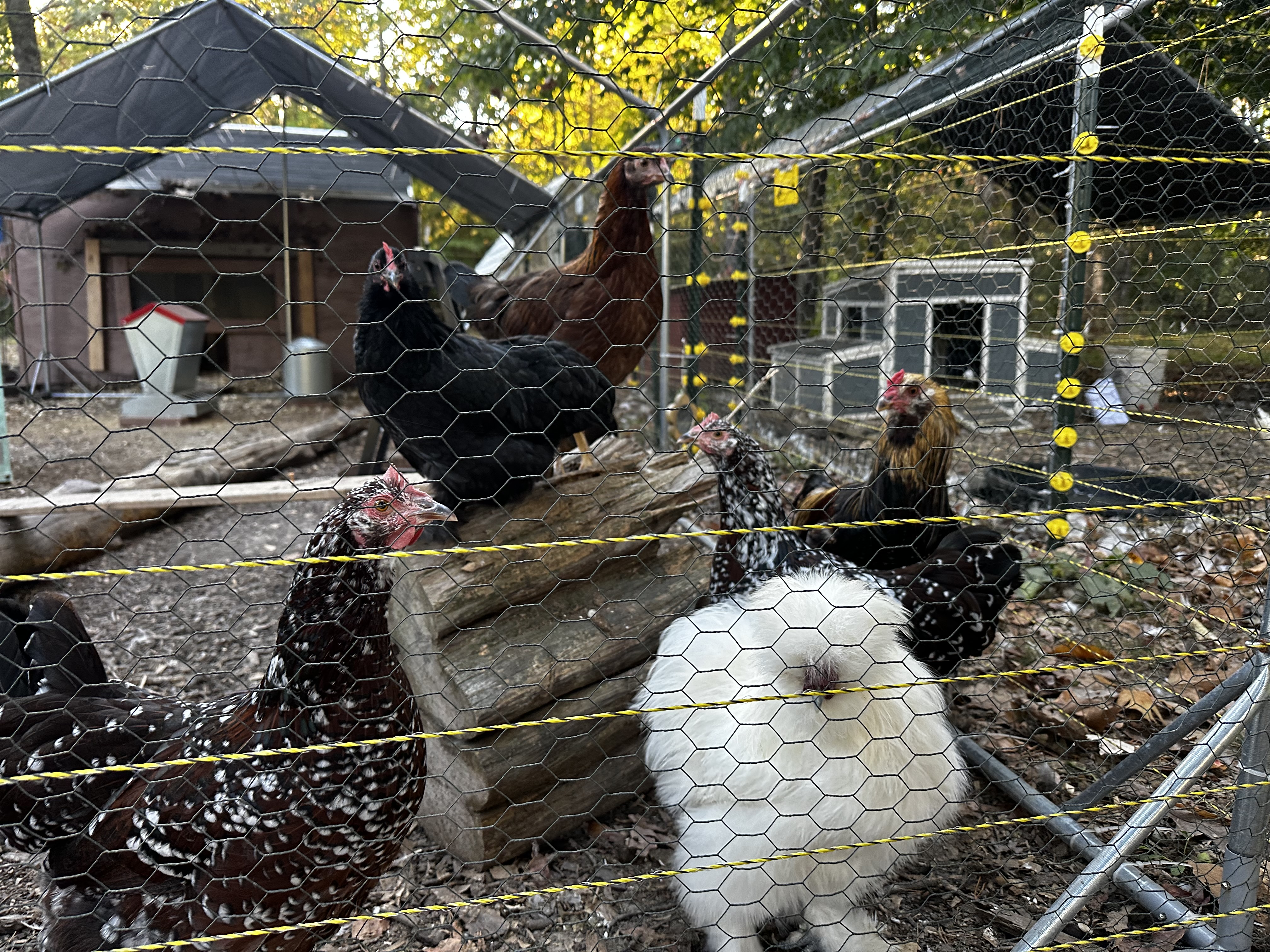 The Unofficial Homestead Hall of Fame: Our Favorite Animal Personalities