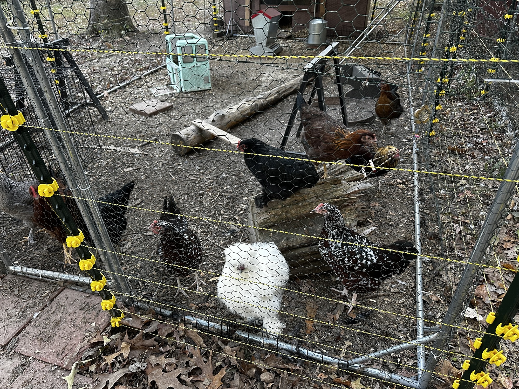 Introducing Chicks to an Established Flock: Our Guide to a Smooth Transition