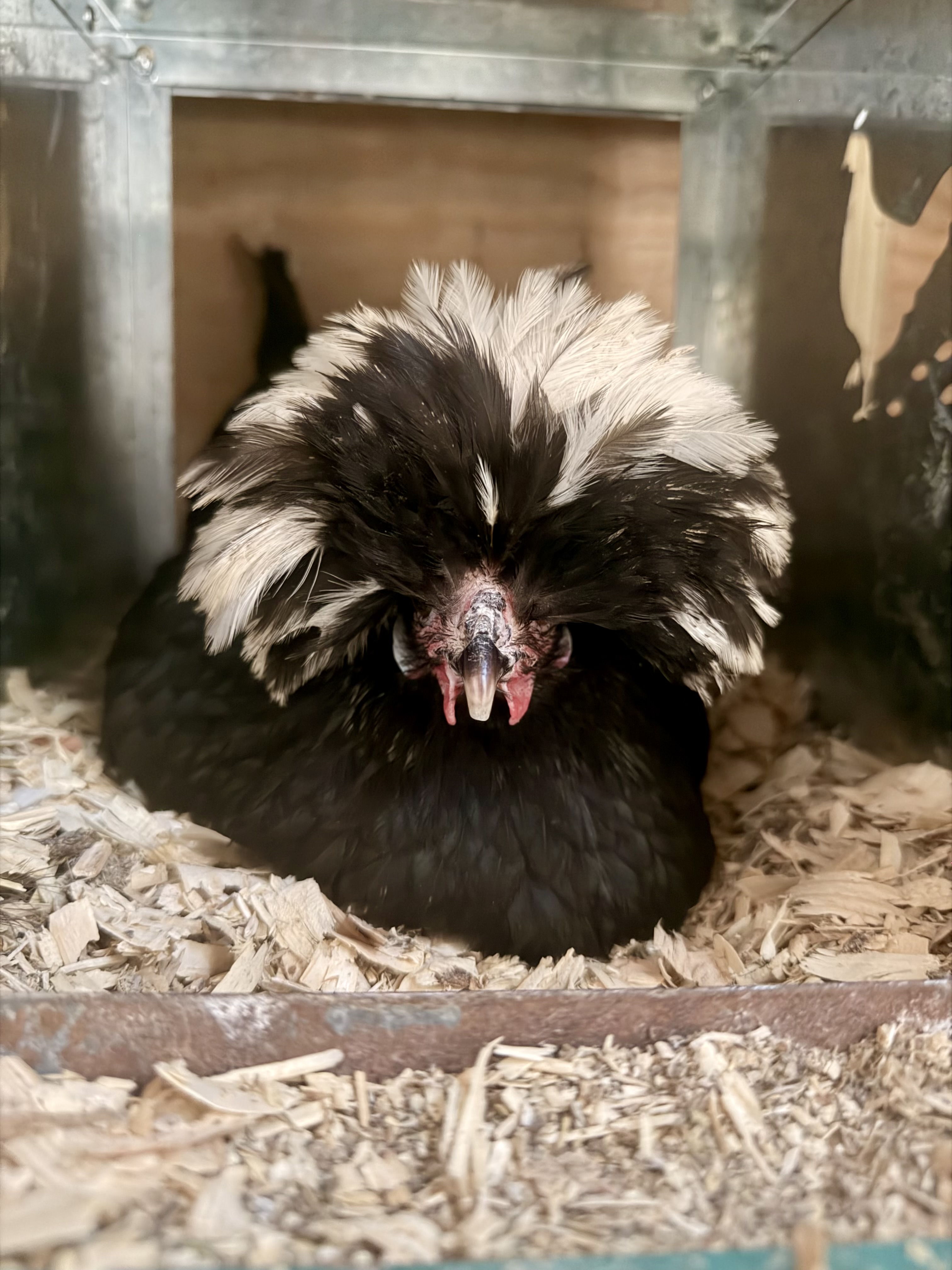 How We’re Caring for Our Chickens During the Canadian Wildfire Smoke in Virginia