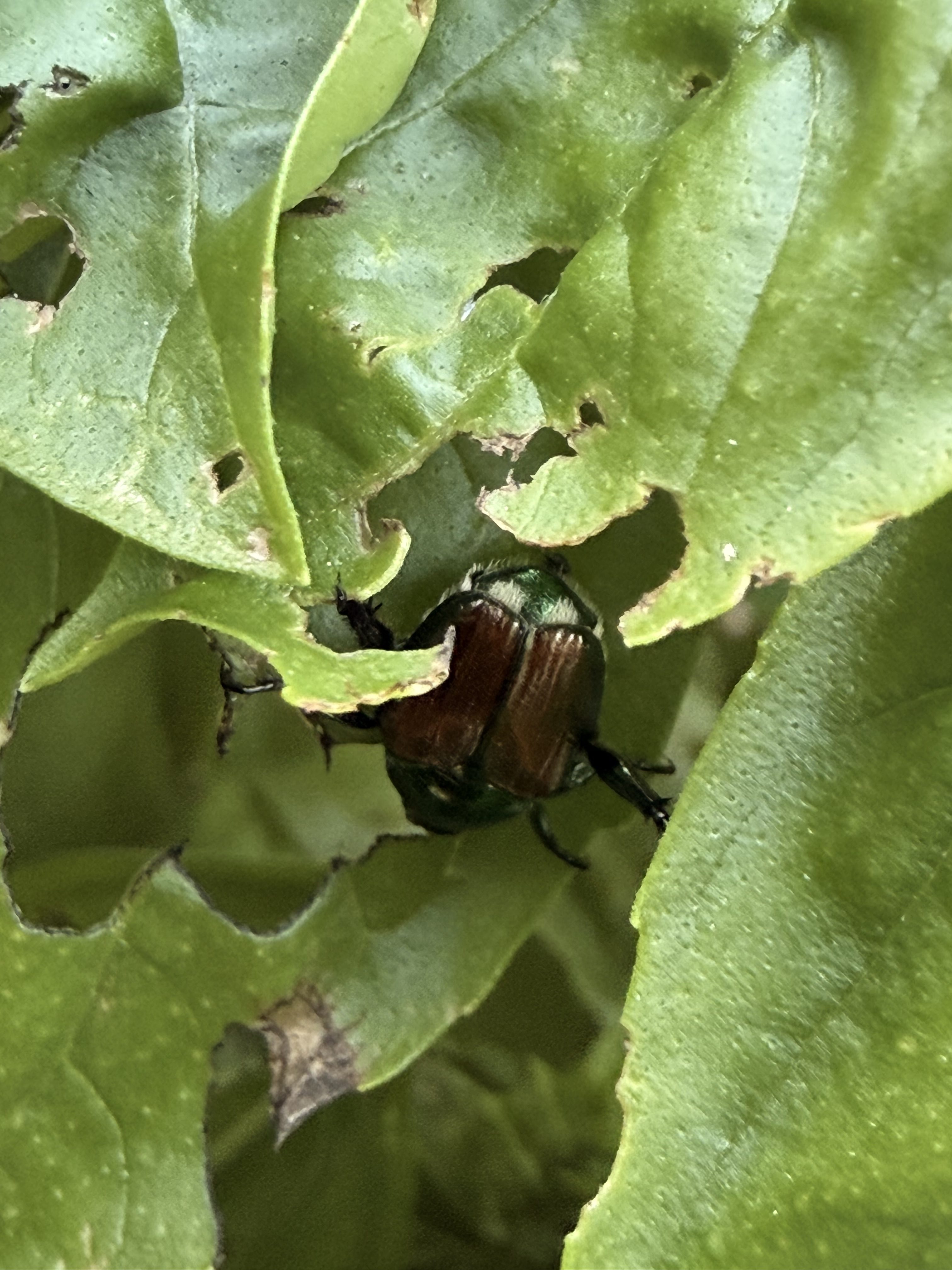 Japanese Beetles Have Arrived! How to Protect Your Garden Naturally Without Pesticides