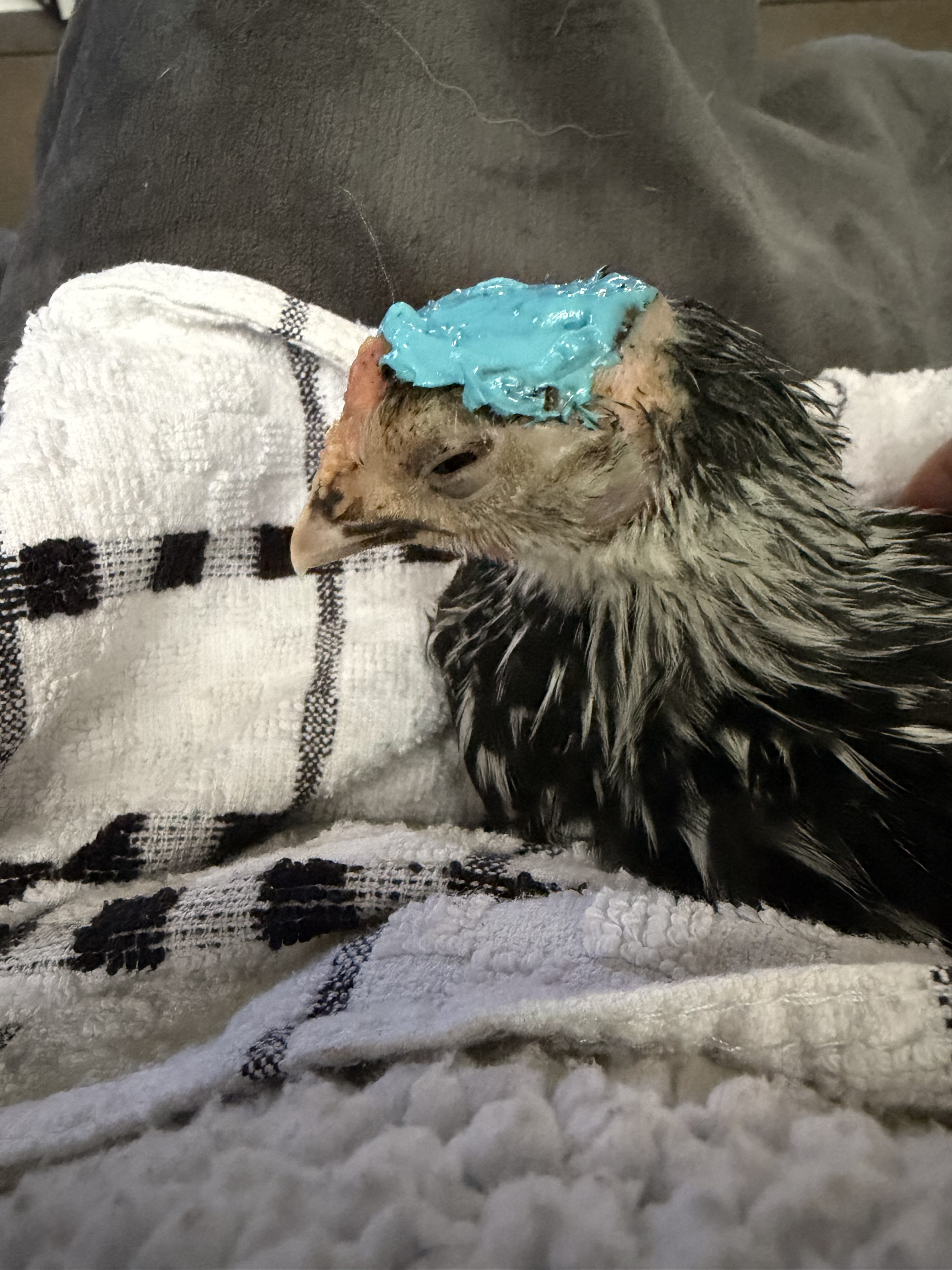 The Top 5 Challenges We Face Raising Chickens
