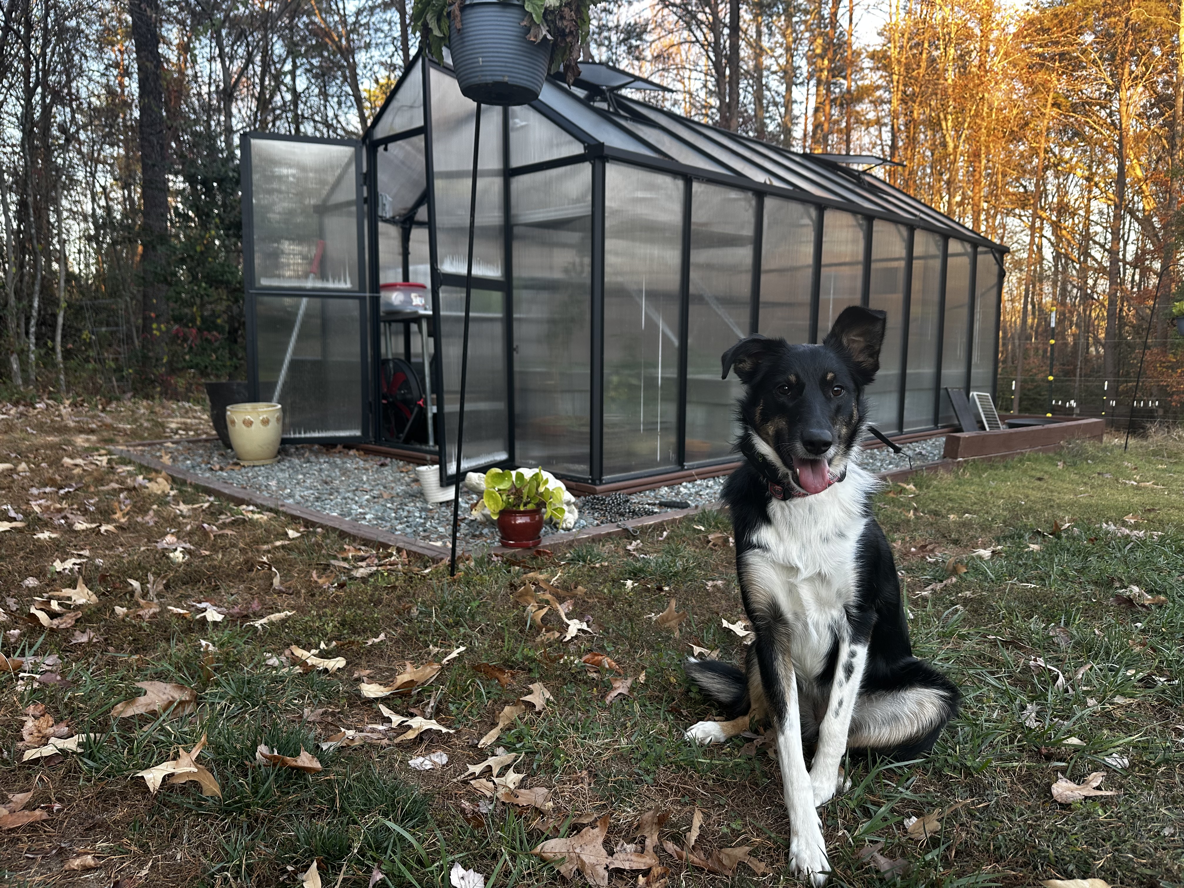 Preparing the Homestead for Fall Starts in July: Why Smart Homesteaders Are Already Thinking Ahead
