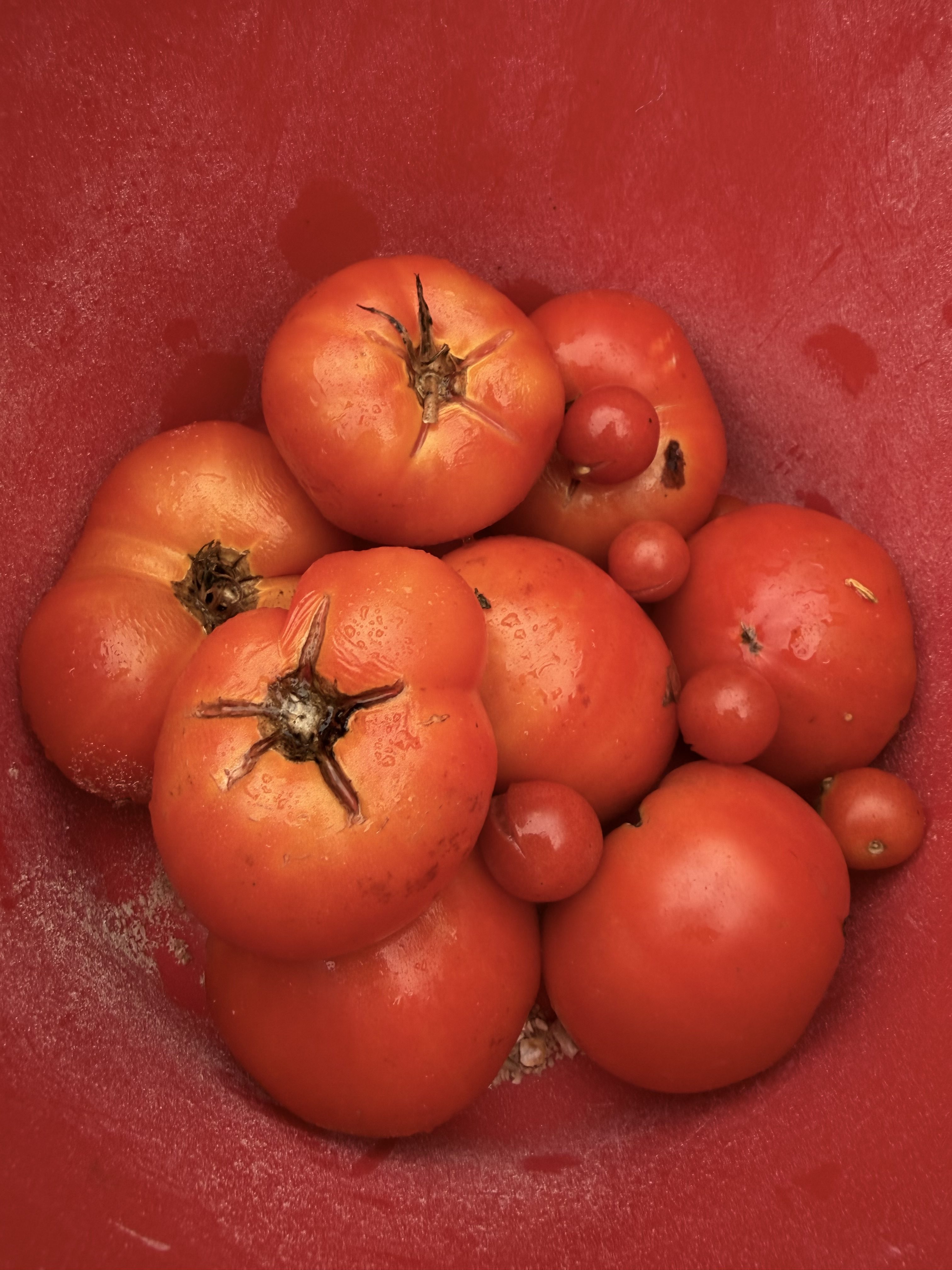 Can Chickens Eat Tomatoes? Everything Backyard Chicken Owners Need to Know