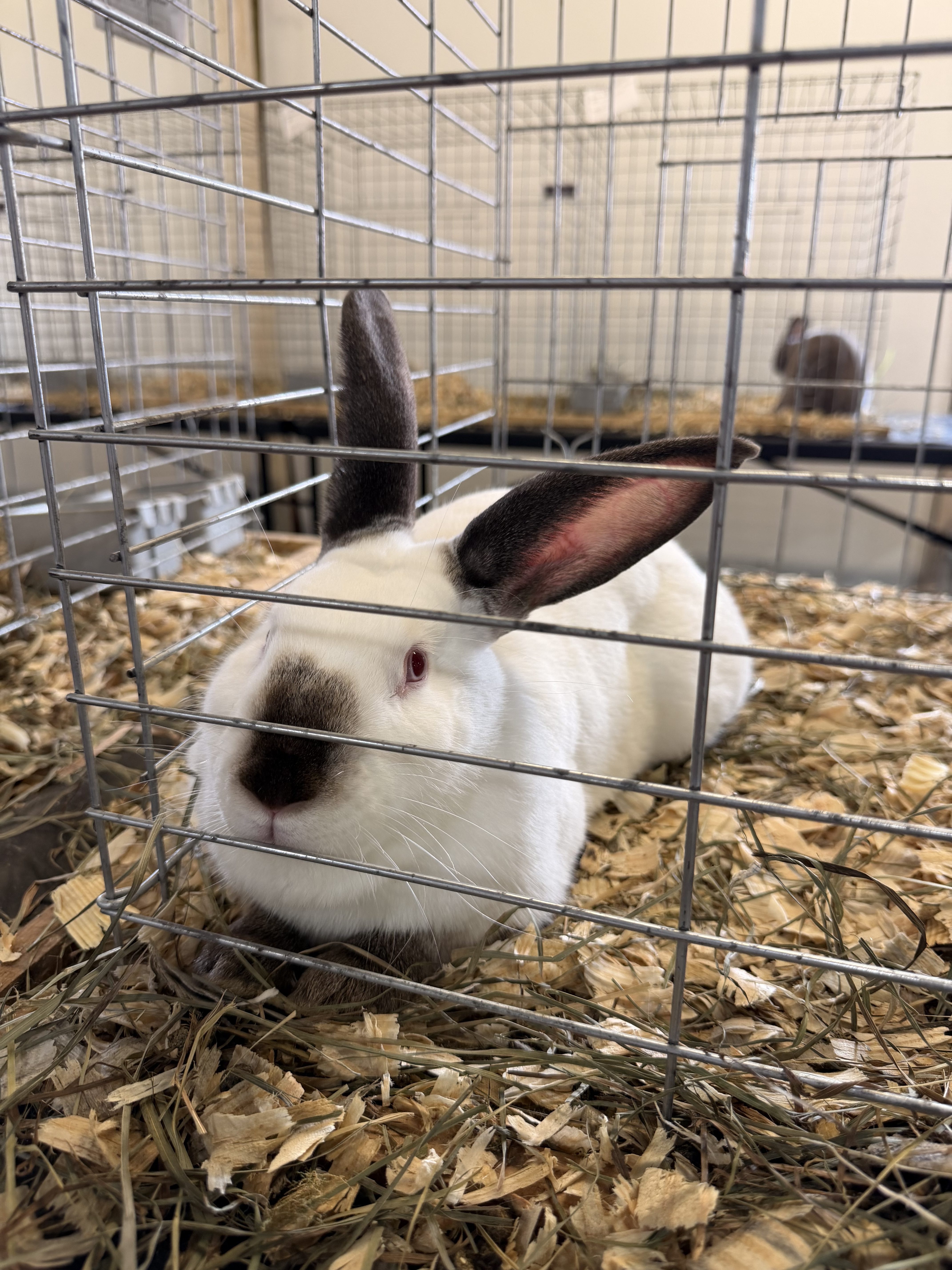 Fredericksburg Agricultural Fair: Why This Beloved Tradition Is One of the Best Weekends of the Year