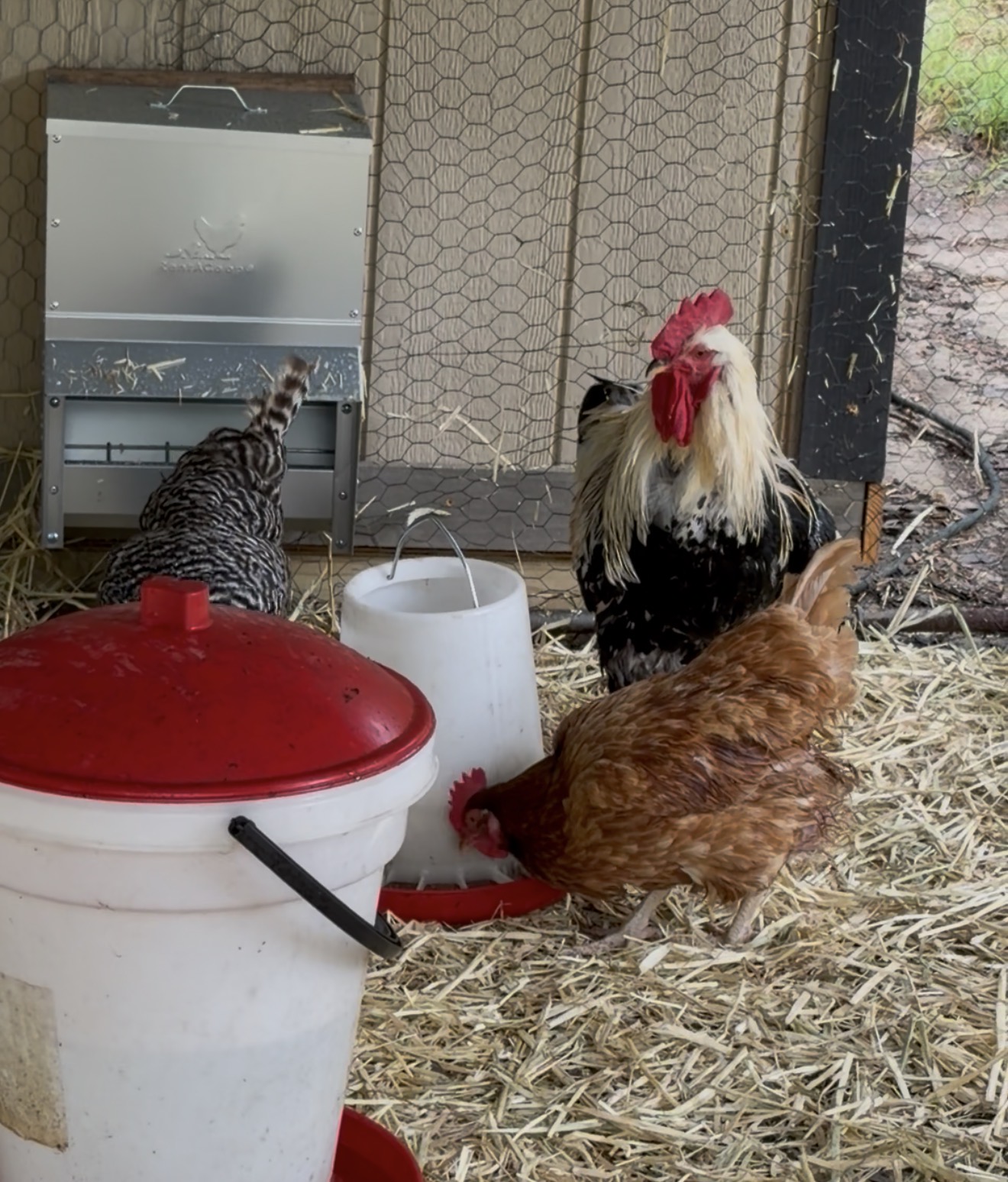 We Weren’t Looking for More Chickens… But These Three Needed a Home